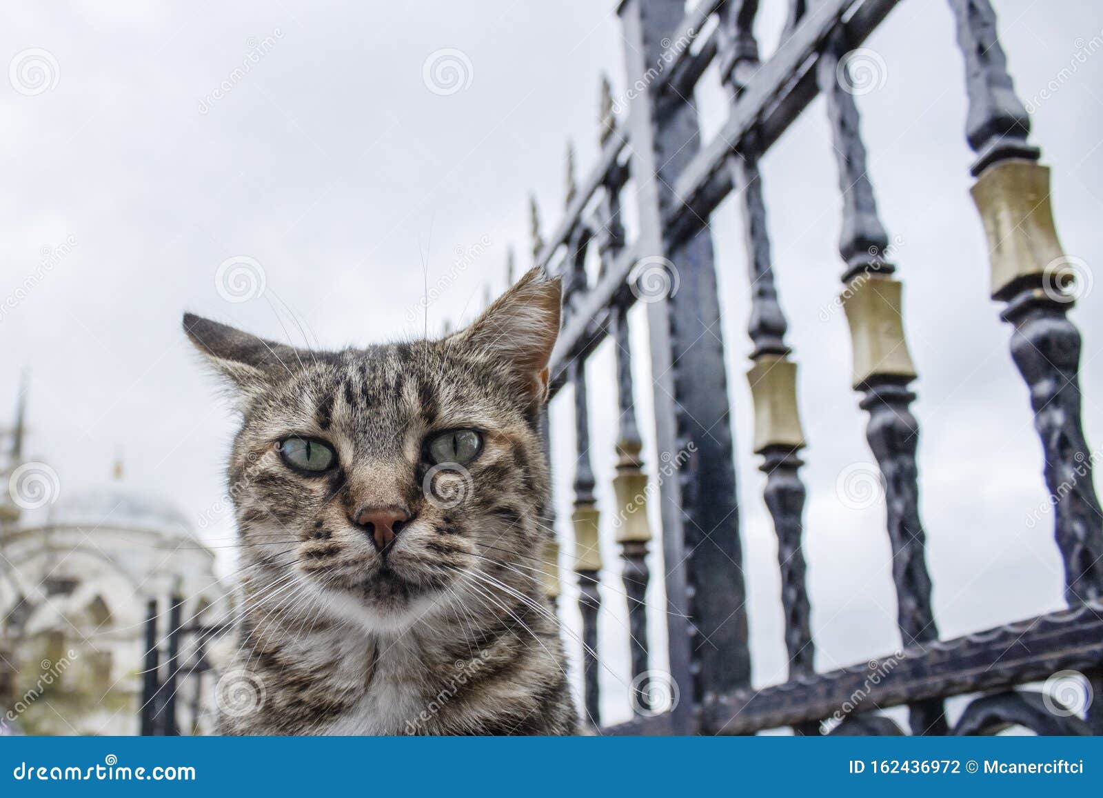 Кот Сбоку Фото