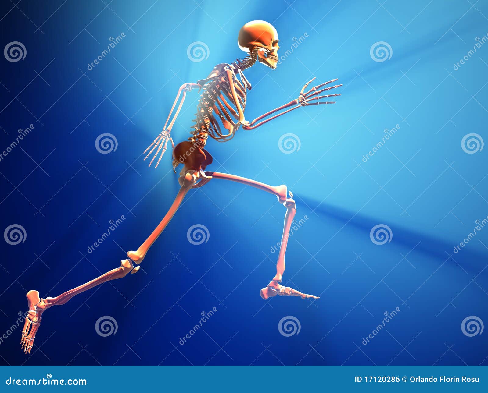0 human. Скелет спортсмен. Скелет человека вверх. Снимок скелета. Скелет человека лежа.