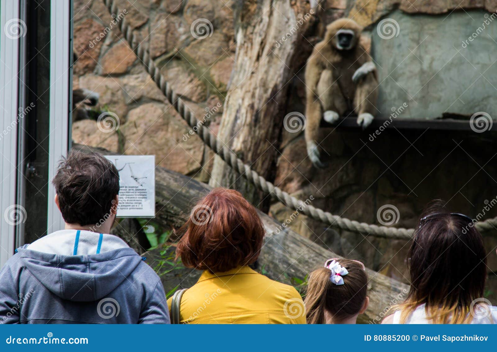 Наблюдать обезьяна. Наблюдают за обезьянами в зоопарке. Люди вокруг обезьяна в зоопарке. Обезьяна и человек в зоопарке.