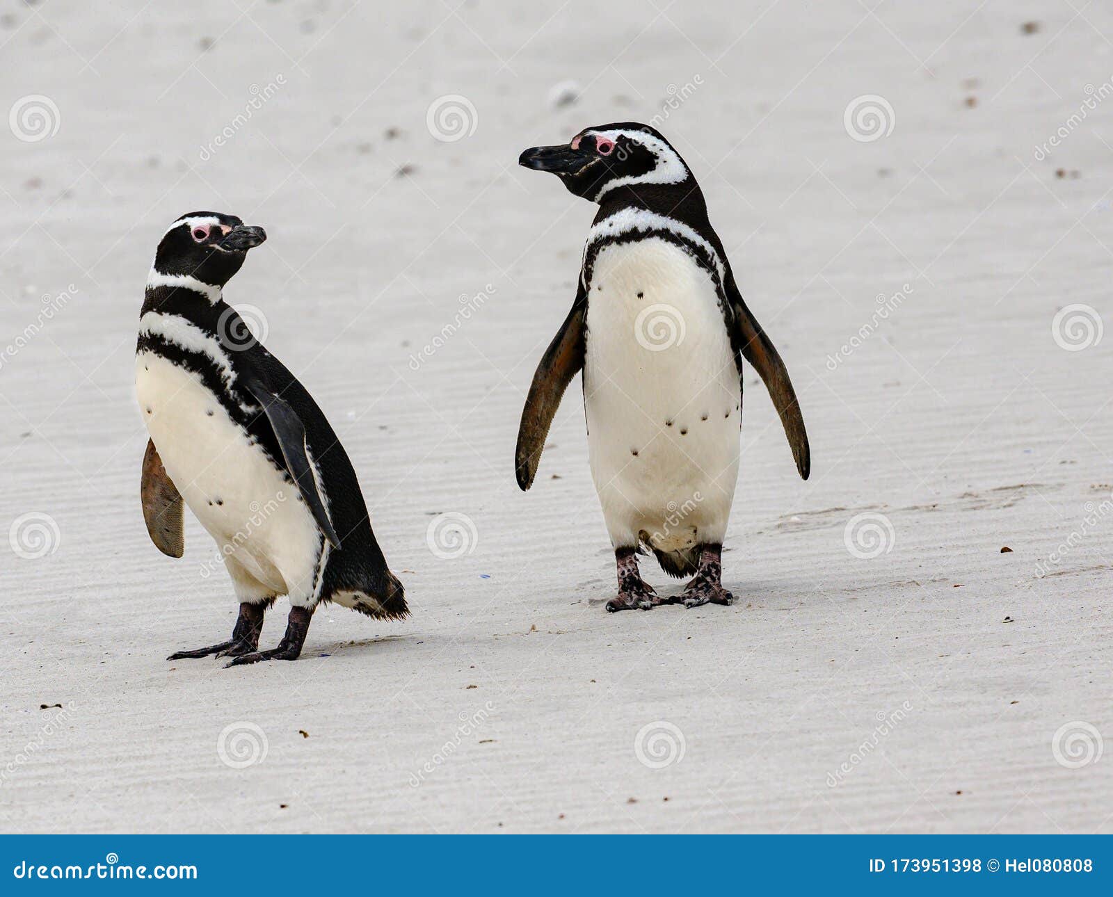 Пингвины идут с пляжа молча. Пингвины ходят на корточках. Пингвины ходят на пятках.