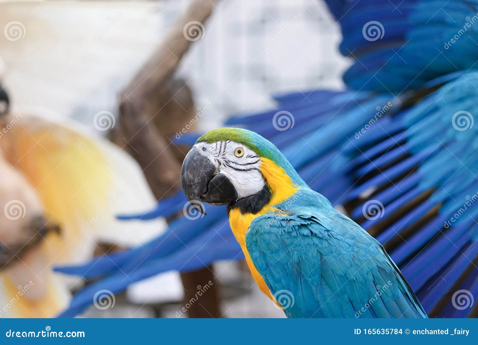 Попугай Фото Животного