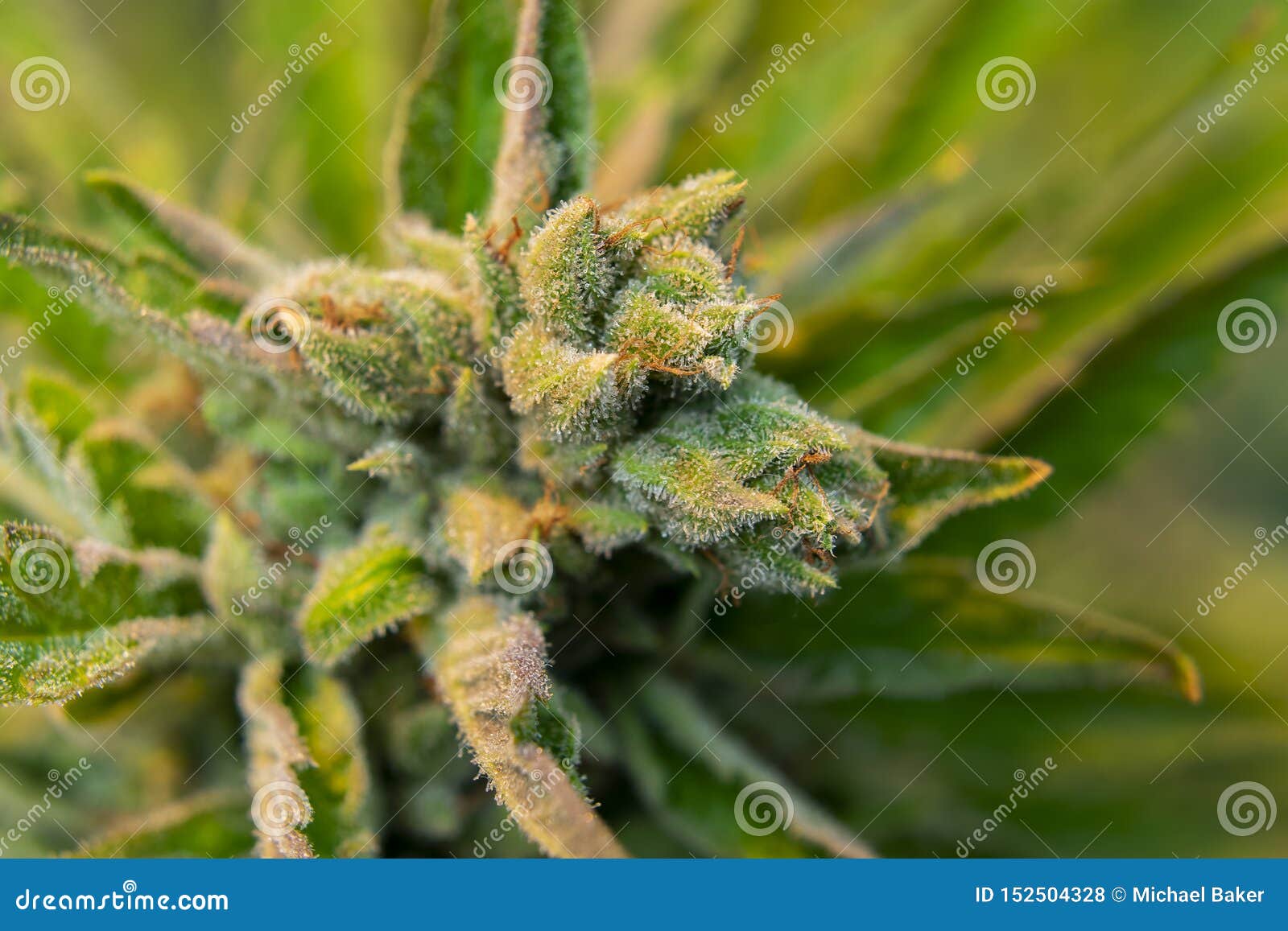 Кристаллы на марихуане фото как сменить айпи в тор браузере вход на гидру