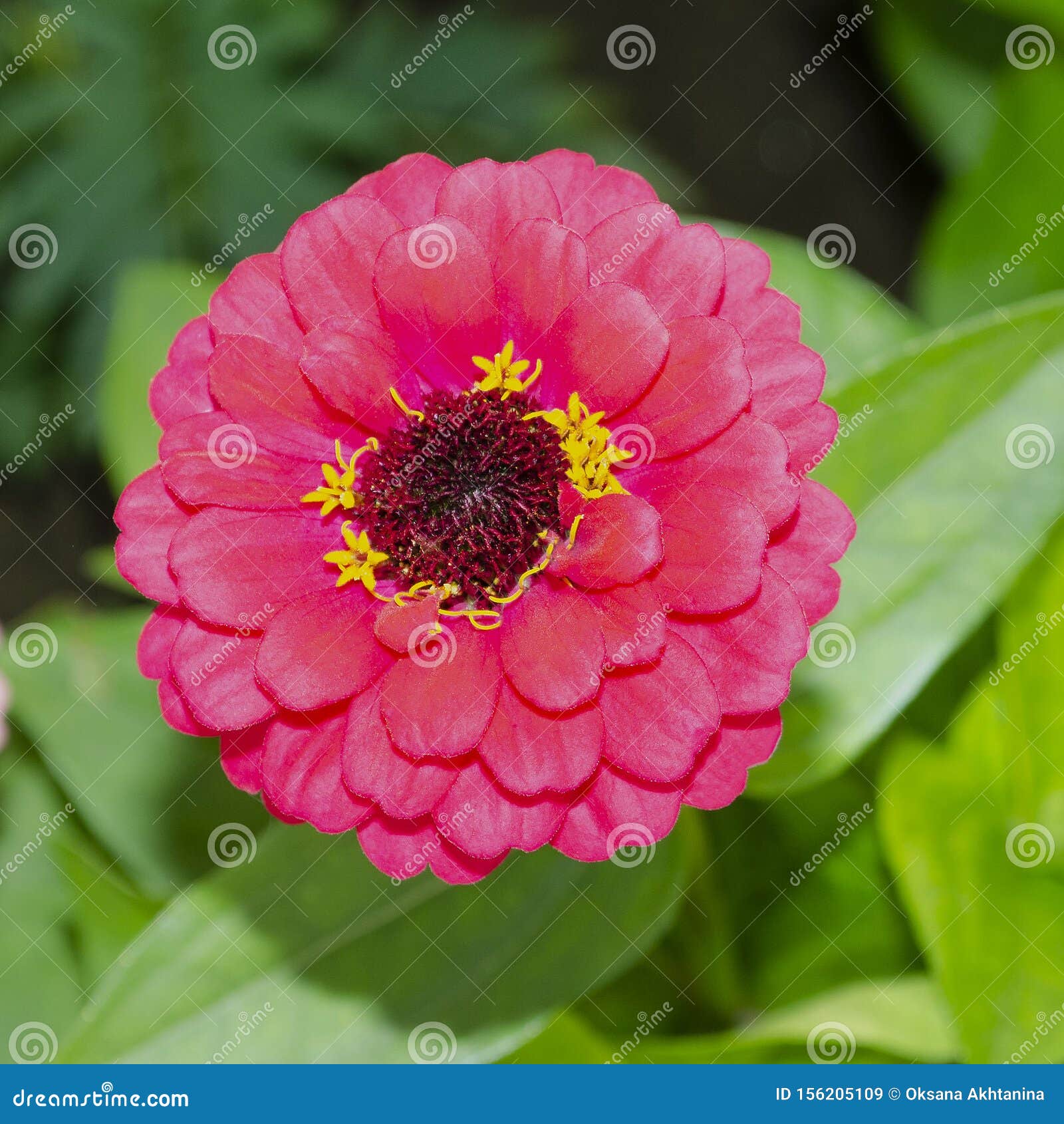 Zinnia peruviana С†РІРµС‚РѕРє