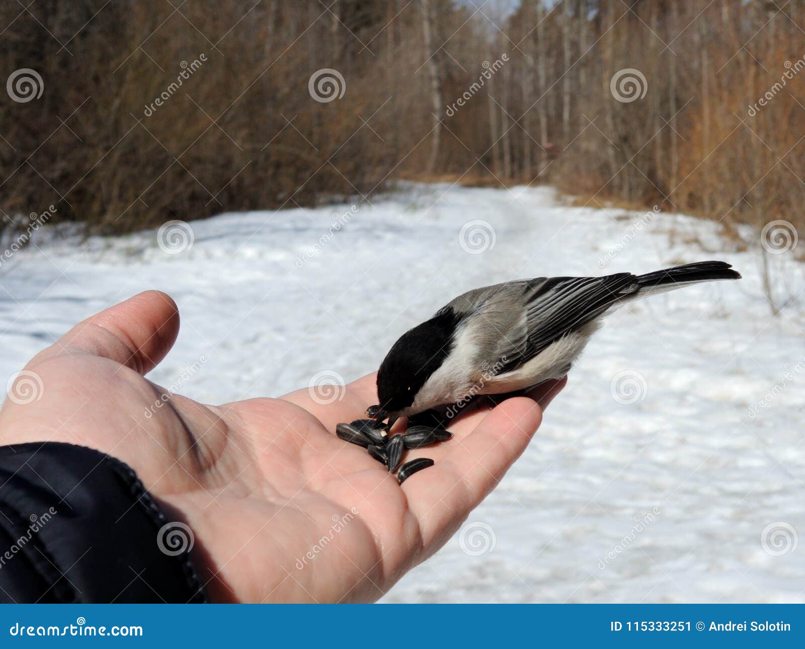 Птица С Черной Головой Фото