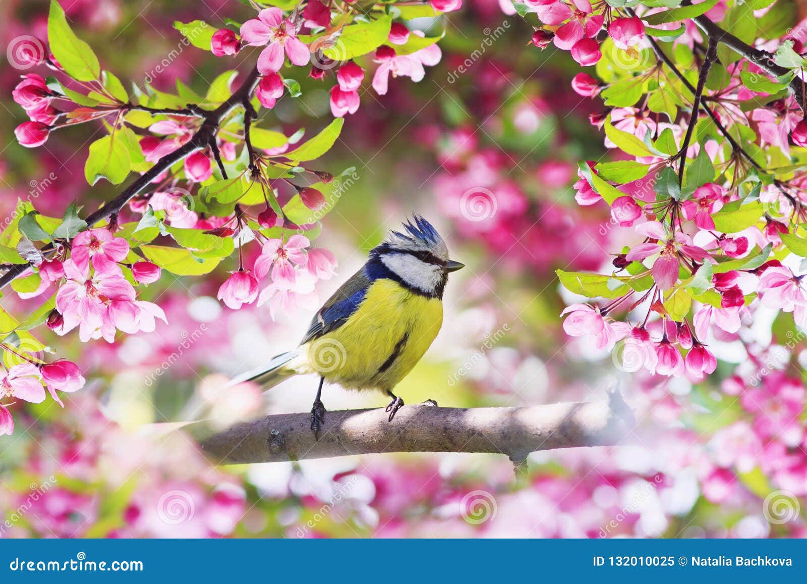 Природа пение птиц для сна. Релакс пение птиц. Лечебное пение птиц,. Пение птиц терапия.