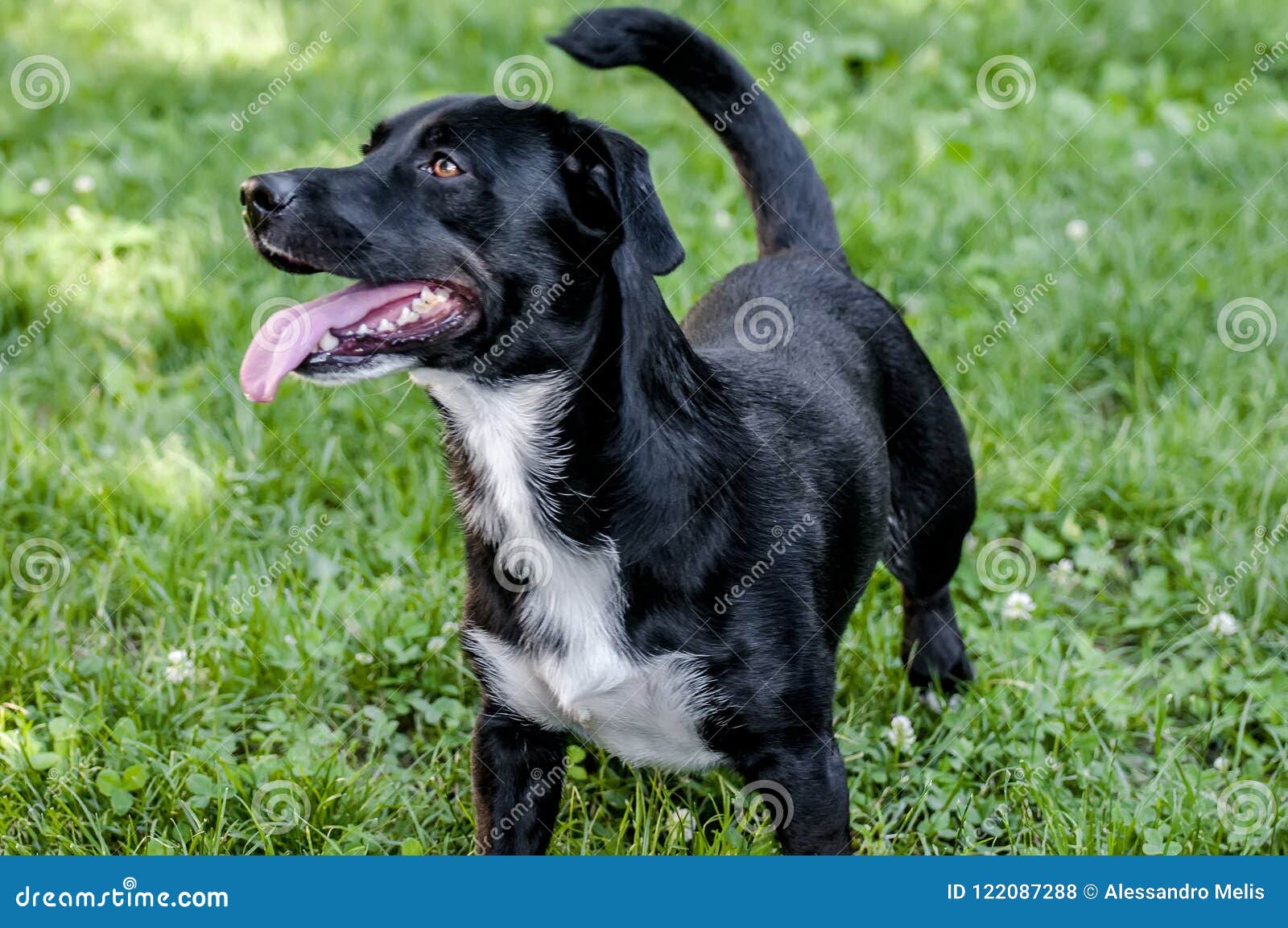 Маленькая черно-белая собака Стоковое Фото - изображение насчитывающей  собака, физиотерапевт: 122087288