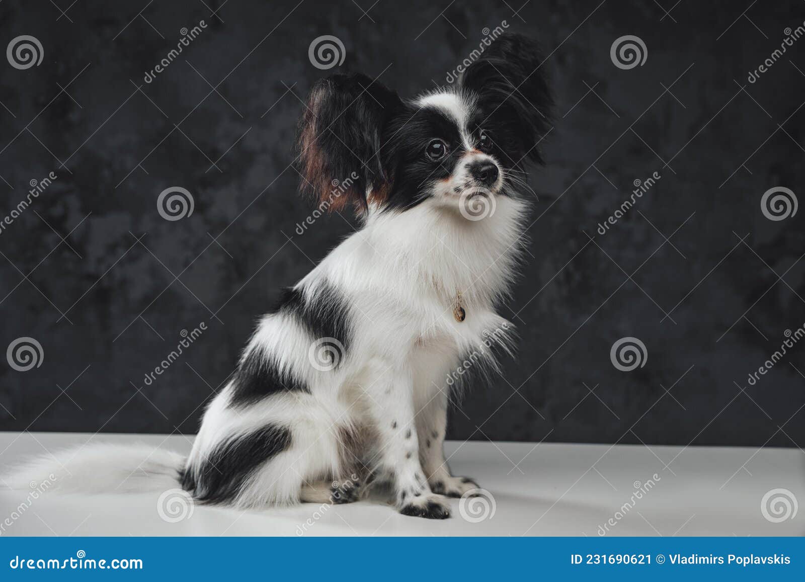 маленькая чёрно-белая пушистая собака сидит на темном фоне Стоковое  Изображение - изображение насчитывающей ангстрома, франция: 231690621