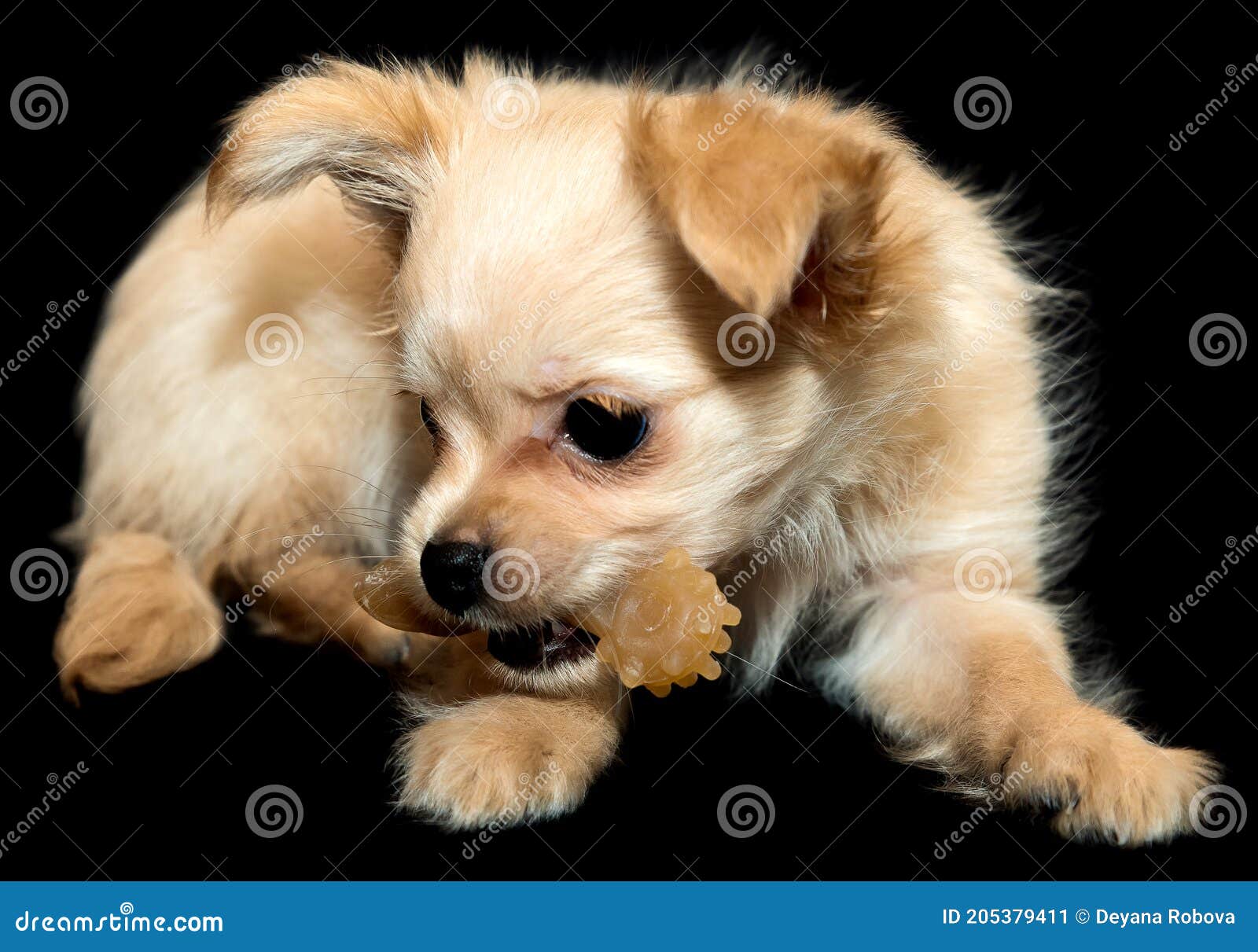 Маленькие собаки зубы чистить игрушки. Бежевый щенка на черном фоне.  Стоковое Изображение - изображение насчитывающей изолировано, здорово:  205379411