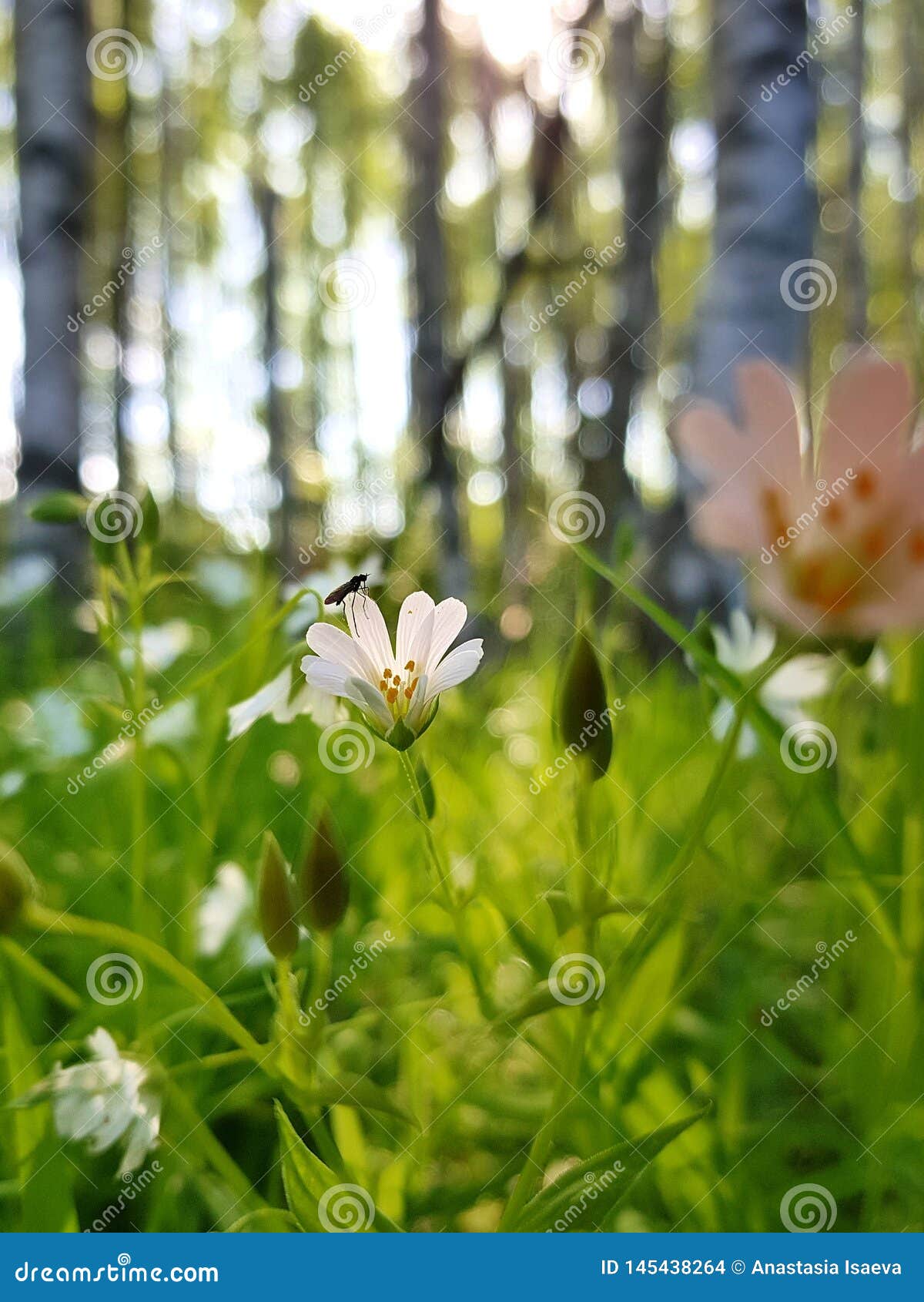 Инцест маленькая  