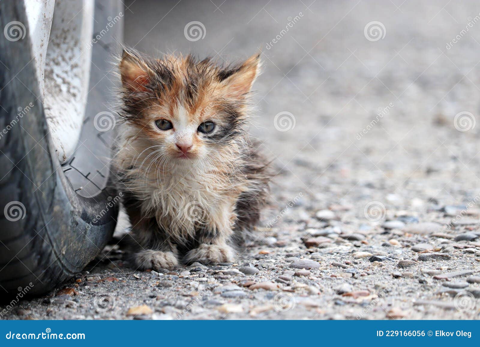 Покажи бедных котиков