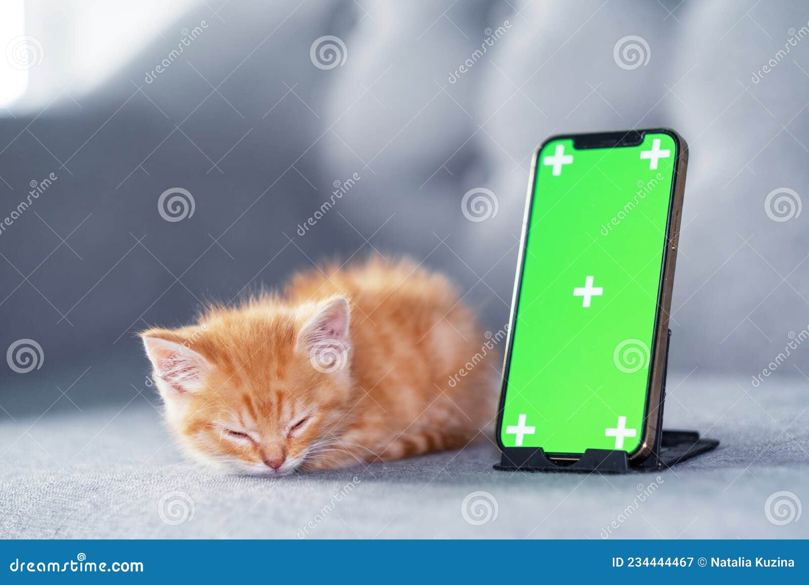 Котенок хромакей