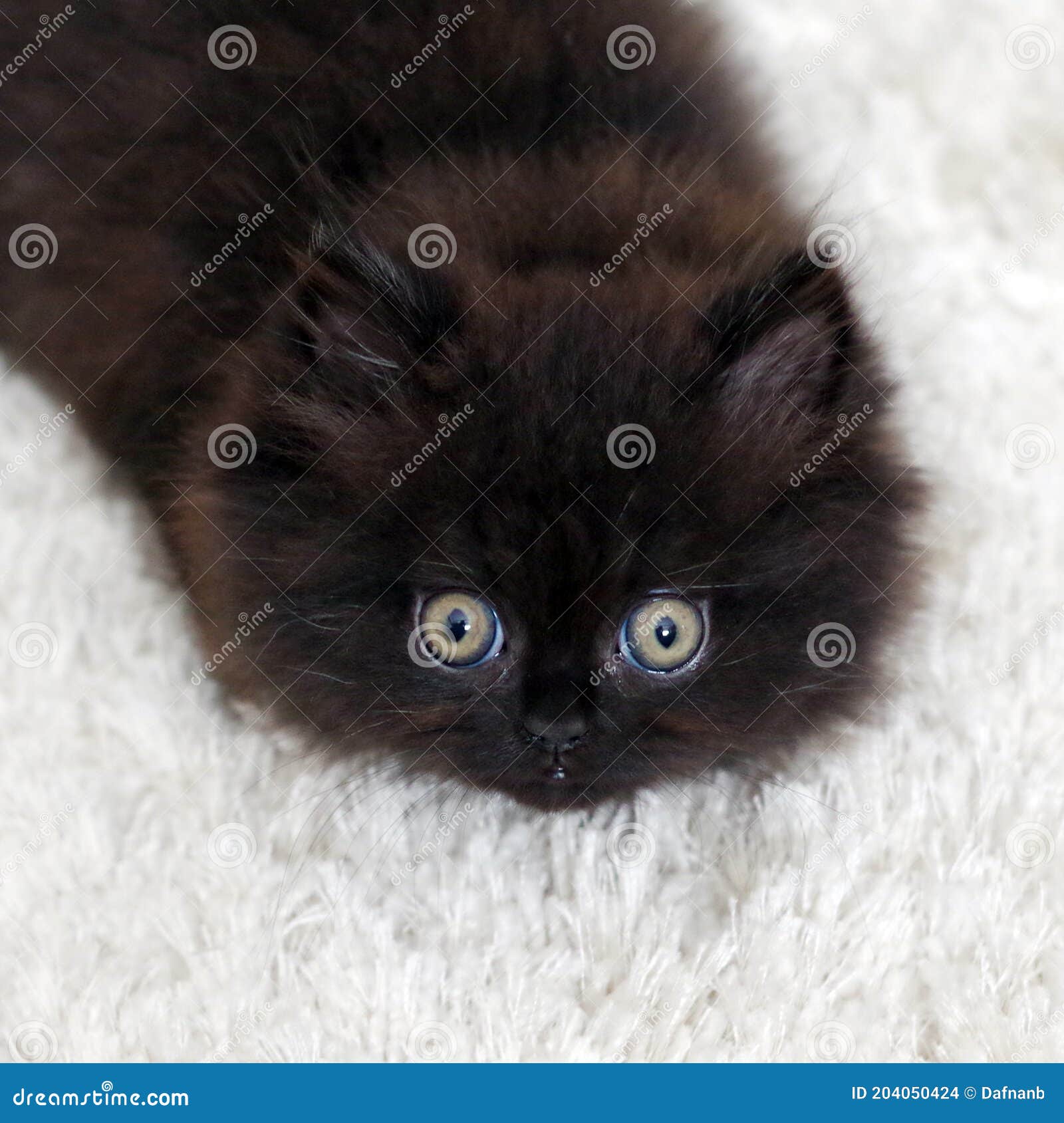 Фото Милого Черного Котенка Фото Милого Черного Котенка