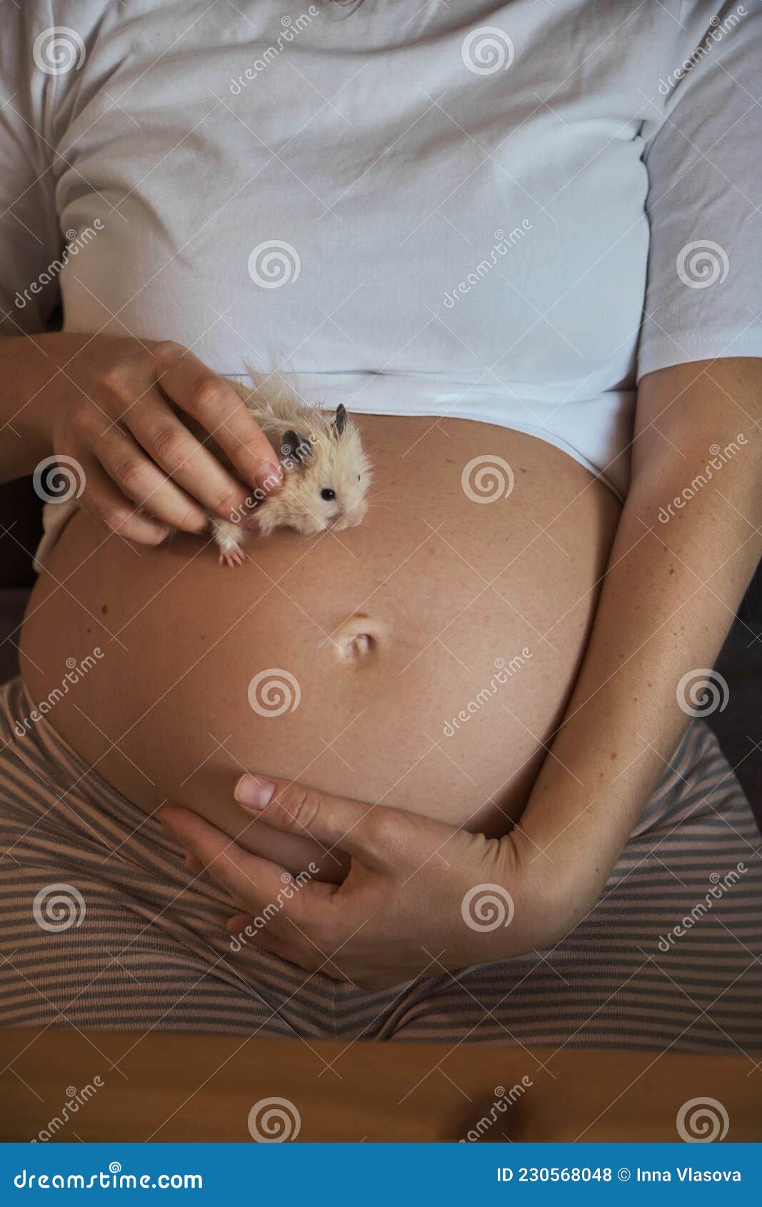 Беременный хомяк