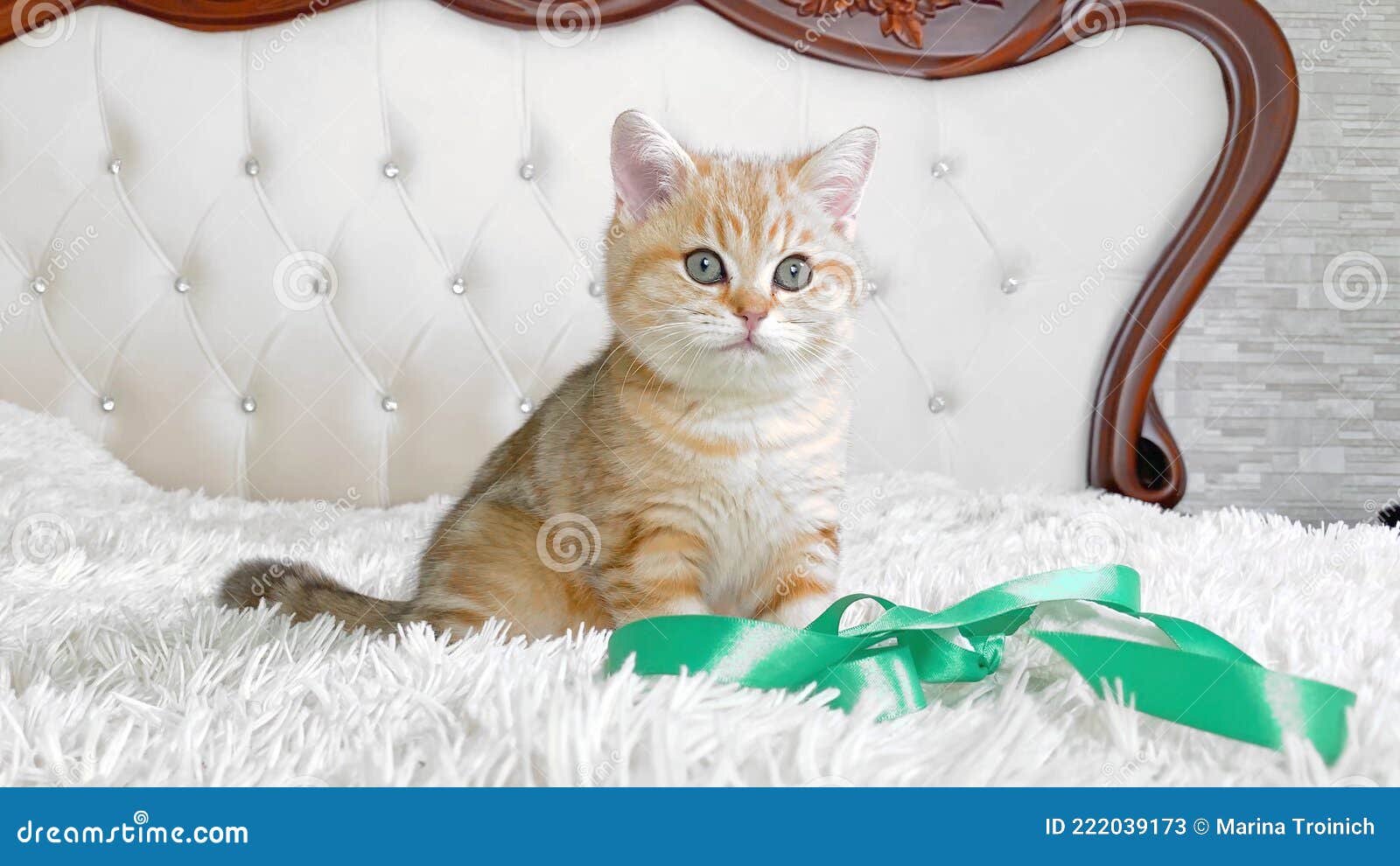 маленький рыжий рыжий котенок в полоску сидит и играет с зеленой лентой на  белой кровати. Стоковое Изображение - изображение насчитывающей любимчик,  великобританское: 222039173