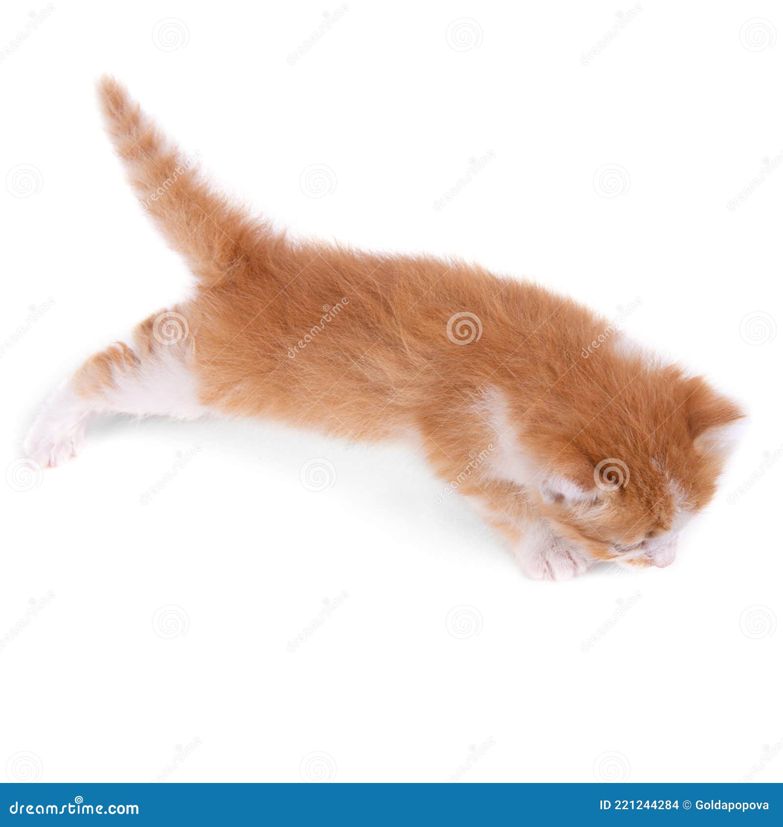Рыжий котенок на белом фоне
