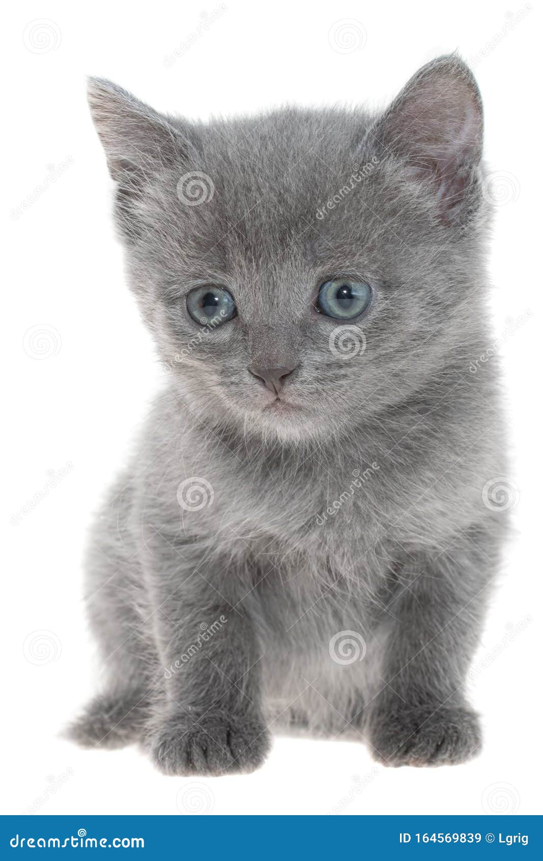 Маленький серый котик