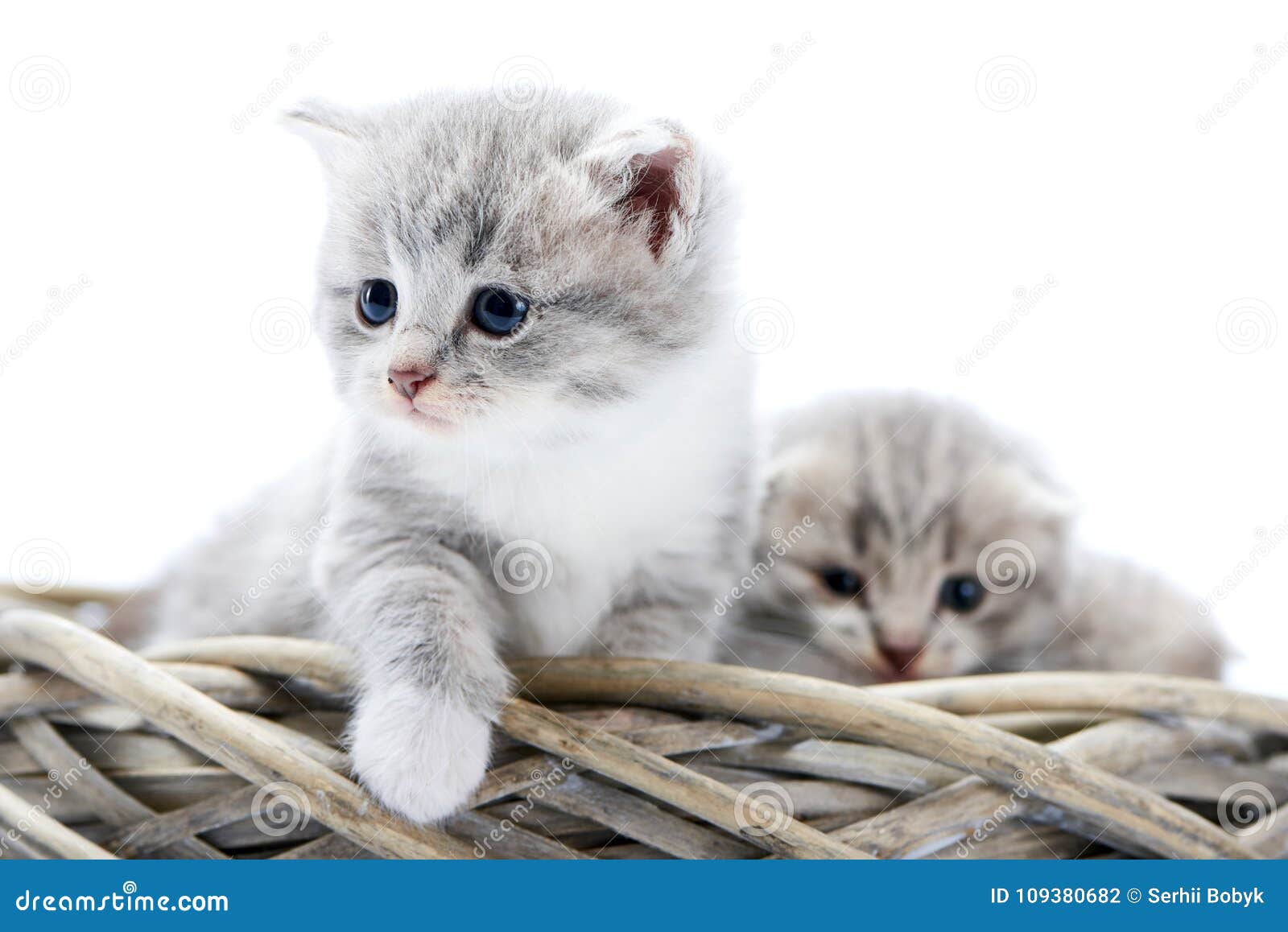 Маленький серый пушистый котенок быть любознательный и серьезный пока  исследующ окружать и сидящ вместе с другим смешным Стоковое Фото -  изображение насчитывающей серо, обожает: 109380682