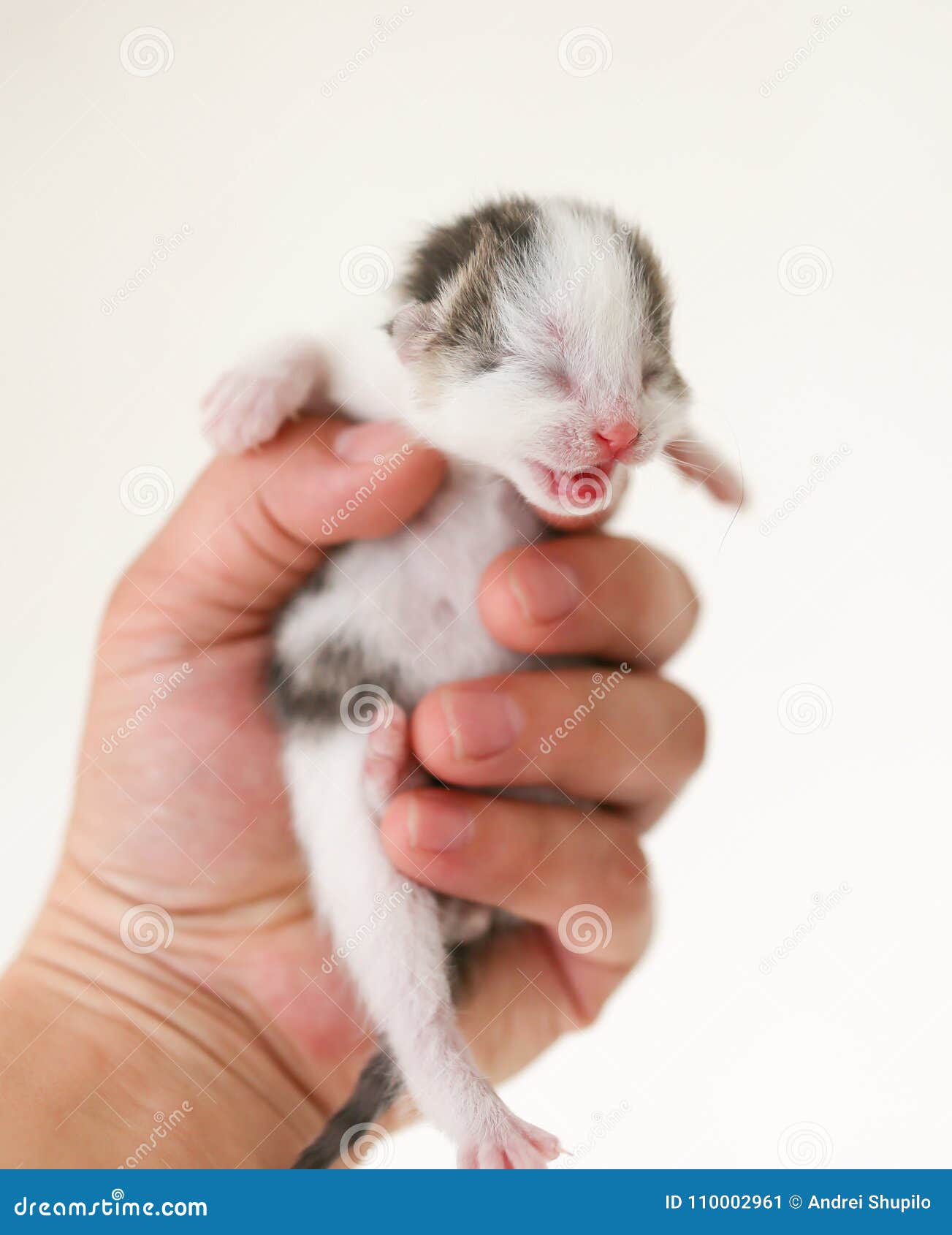 Маленький слепой котенок в руке Стоковое Изображение - изображение  насчитывающей киска, новорожденного: 110002961