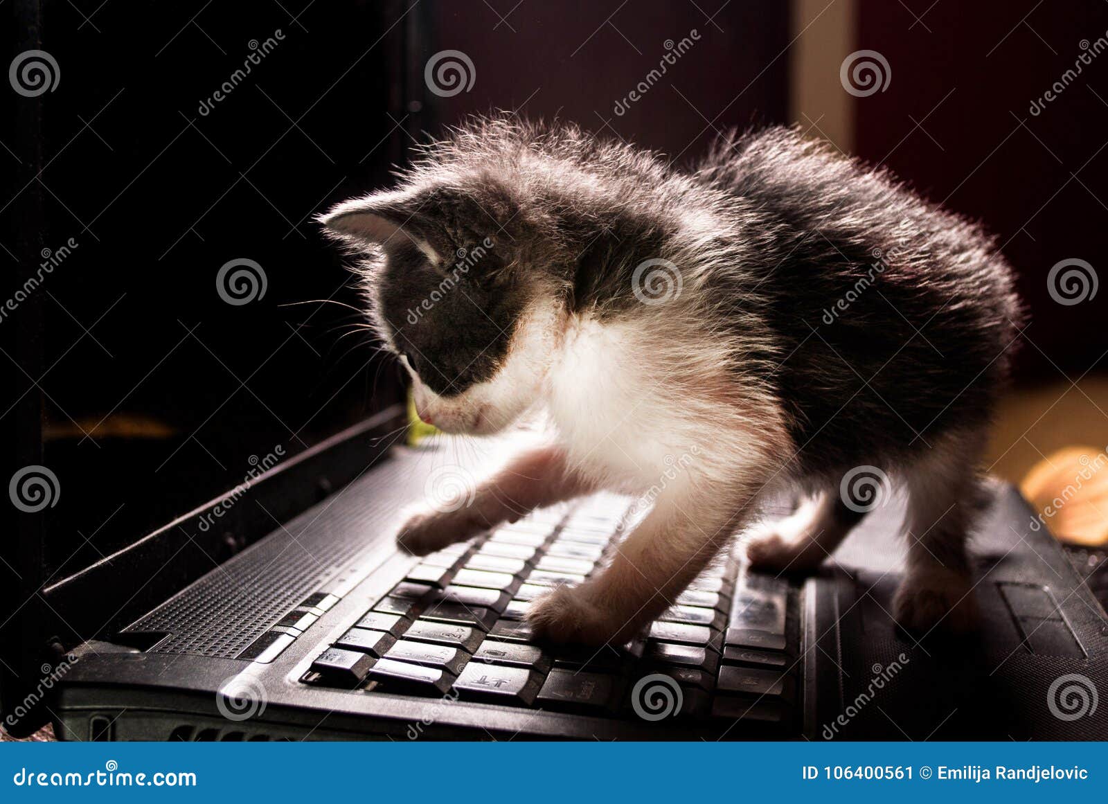 Кошка на клавиатуре