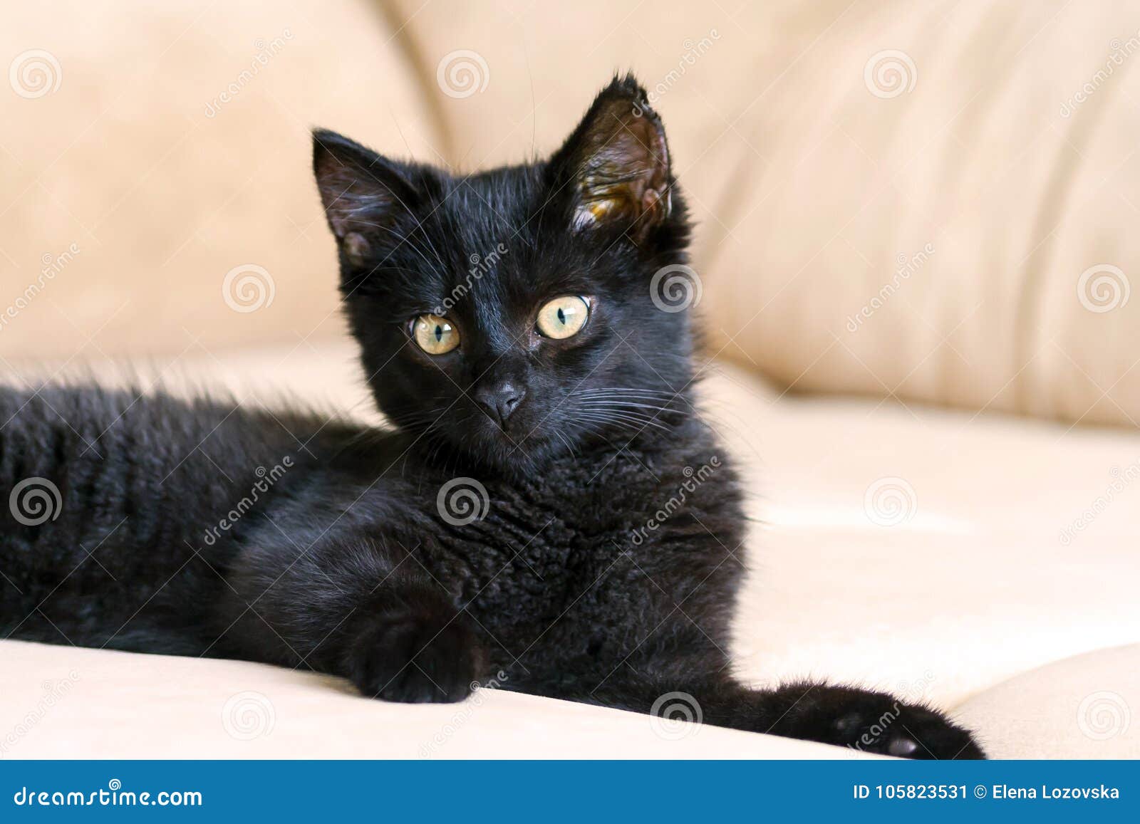 Кот 3 Месяца Фото Кот 3 Месяца Фото