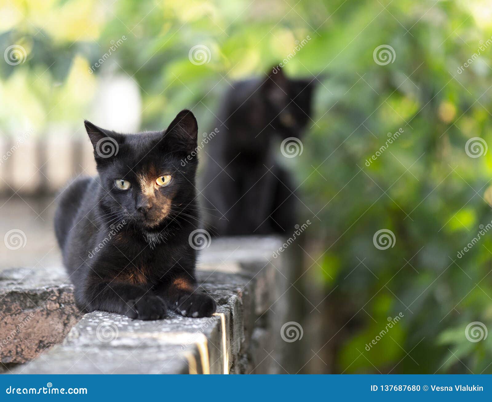 Фото Черной Кошки С Желтыми