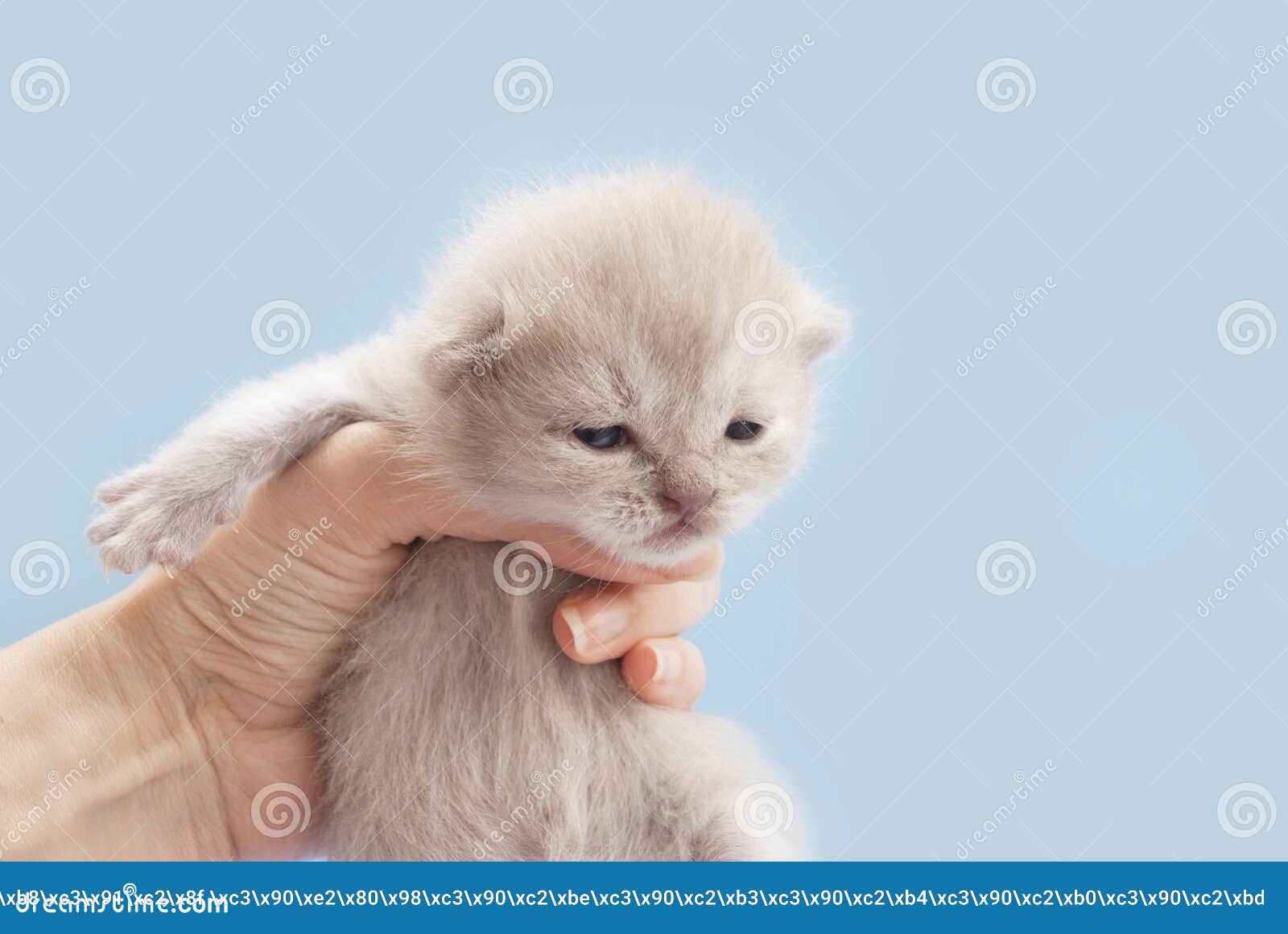 Мало бежевый котенок в руке на синем фоне. Место для текста Стоковое  Изображение - изображение насчитывающей черный, мило: 175833057