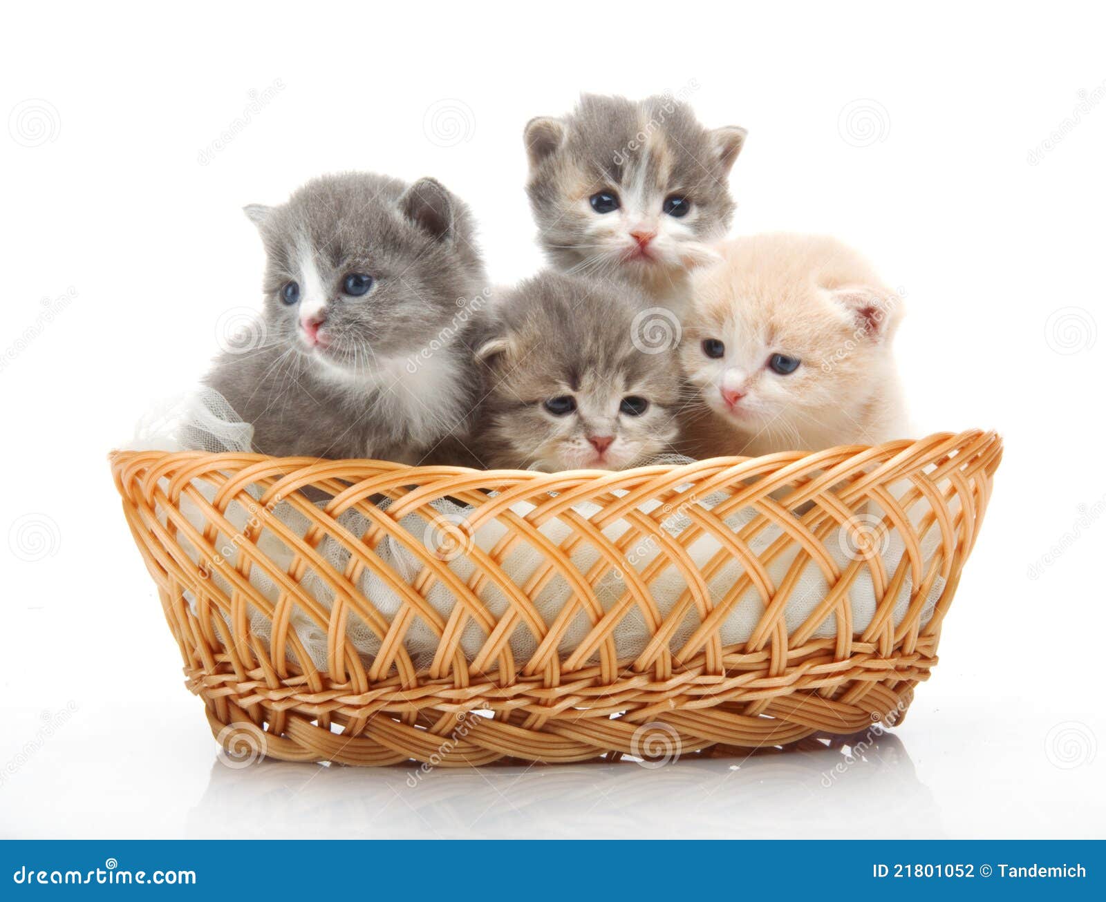 Котята в корзинке картинки