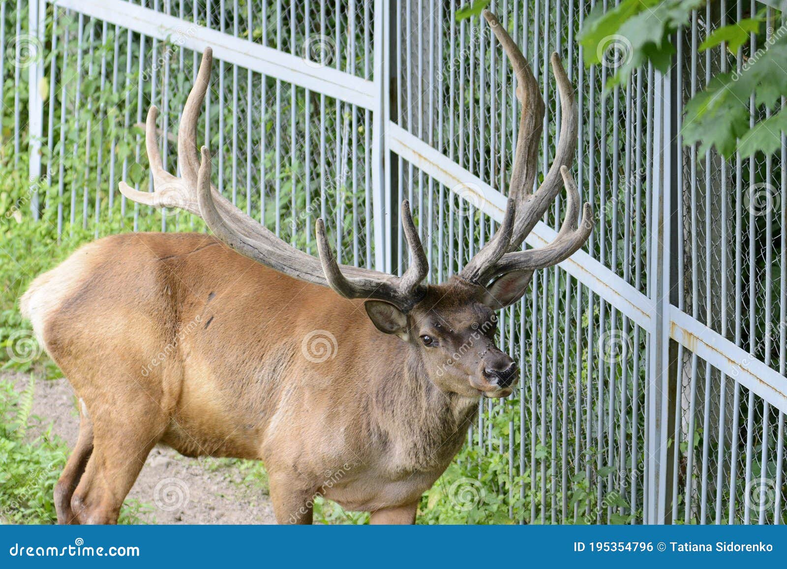Марал или красные оленей в зоопарке Стоковое Фото - изображение  насчитывающей трава, еда: 195354796
