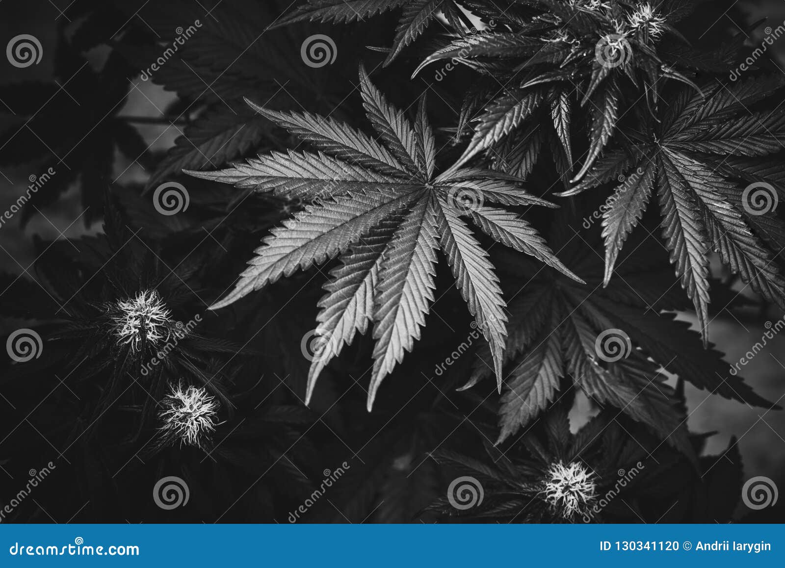 Черно белые фото конопли комедии марихуану