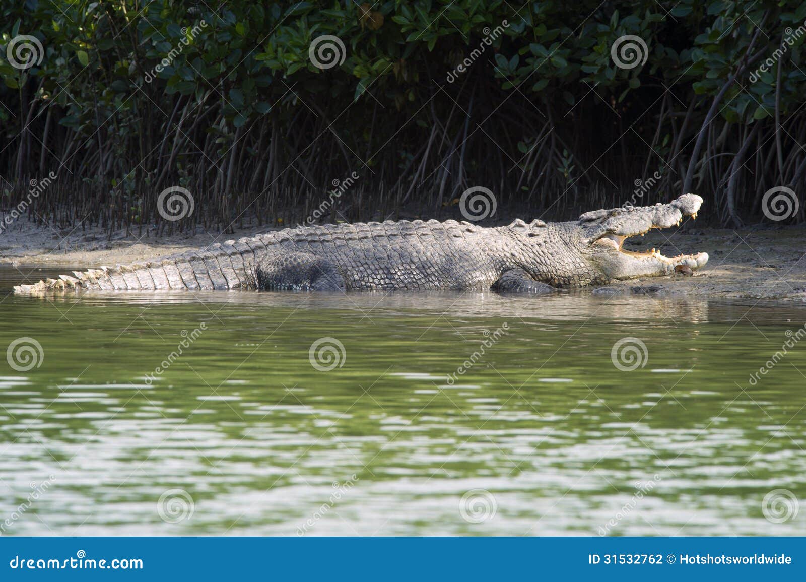 Крокодилы в соленой воде. Гребнистый крокодил в Австралии. Ареал гребнистого крокодила. Квинсленд крокодилы. Индо Тихоокеанский крокодил.