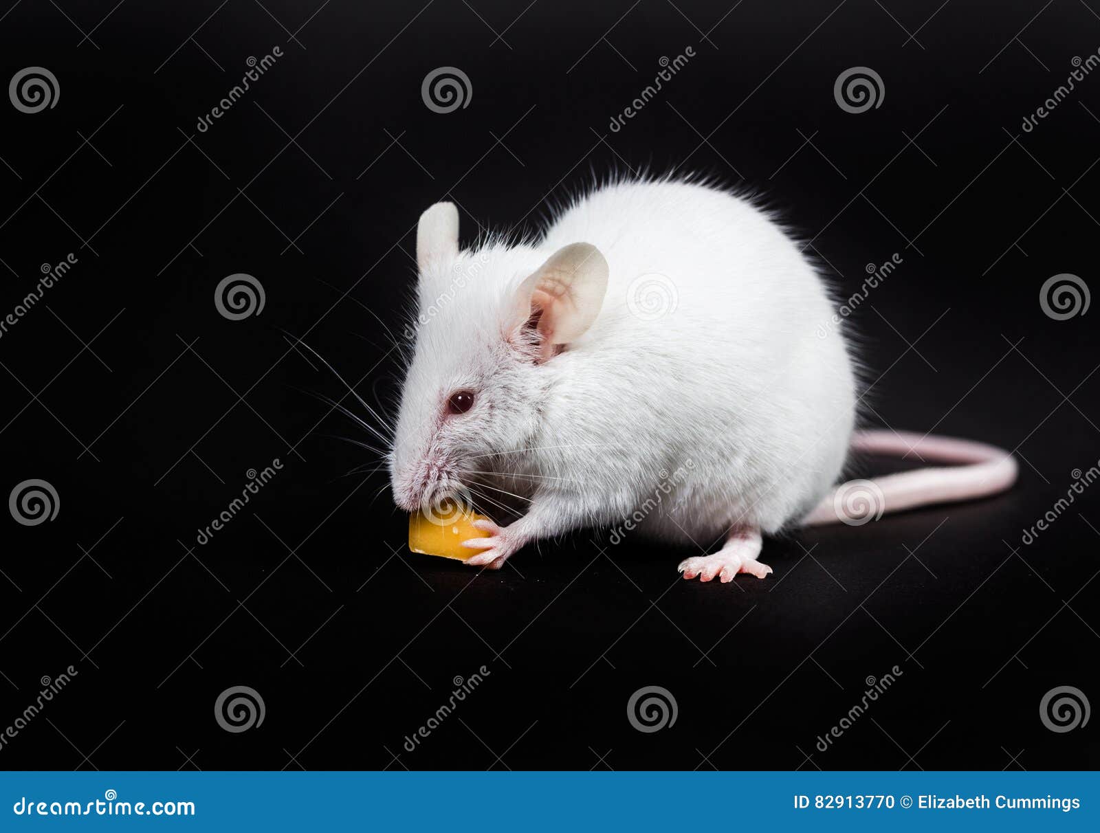 белые мыши текст. белые мыши текст. крыса дамбо белая. крыса дамбо белая с красными глазами. крыса белая альбинос дамбо.