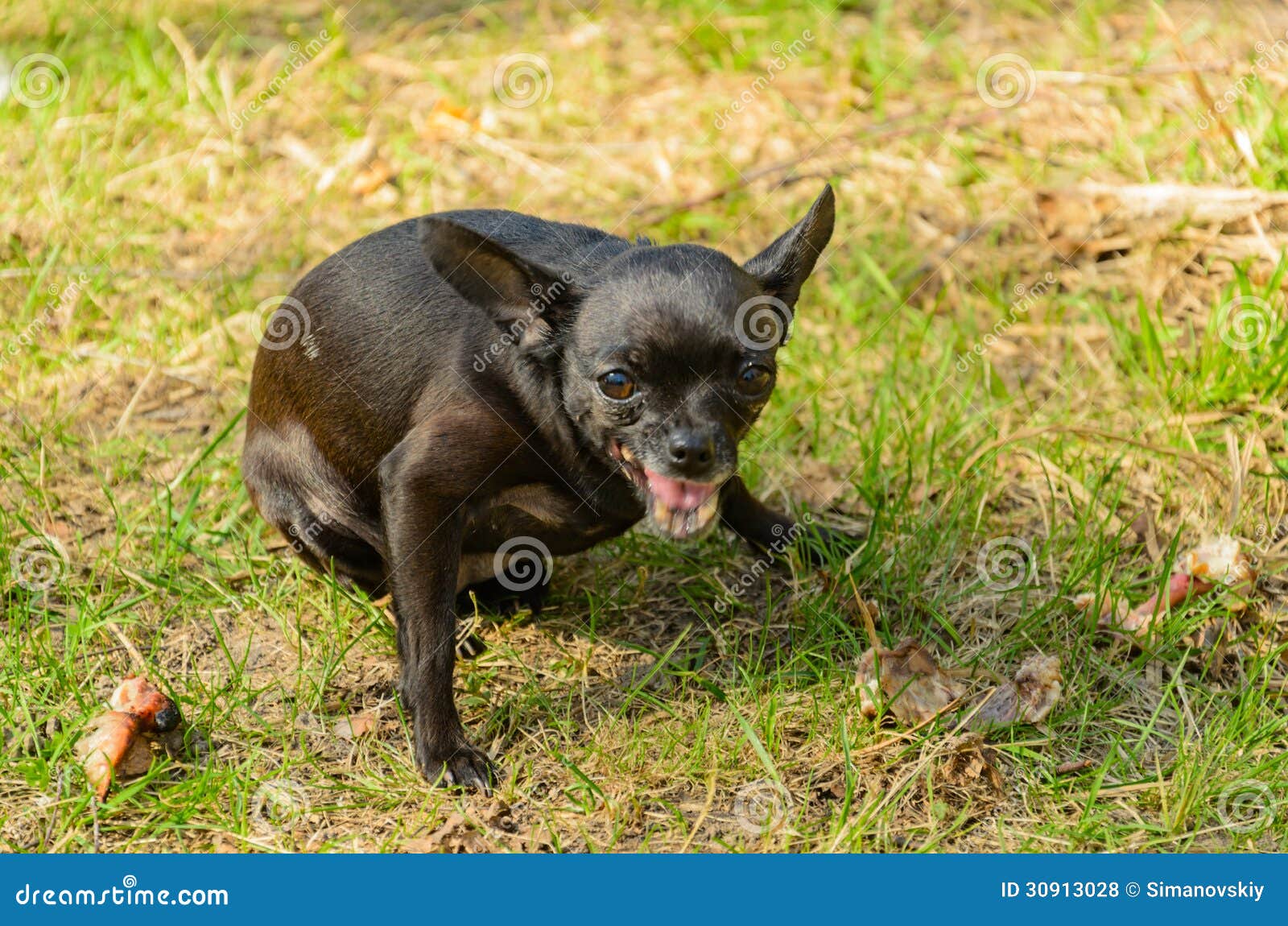 Малая злая черная собака. стоковое фото. изображение насчитывающей одежда -  30913028