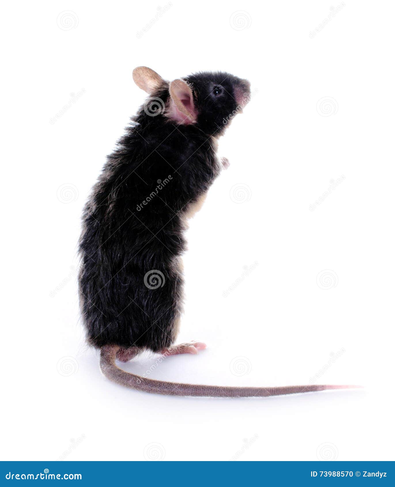 Маленькая черная мышь стоковое фото. изображение насчитывающей черный -  73988570
