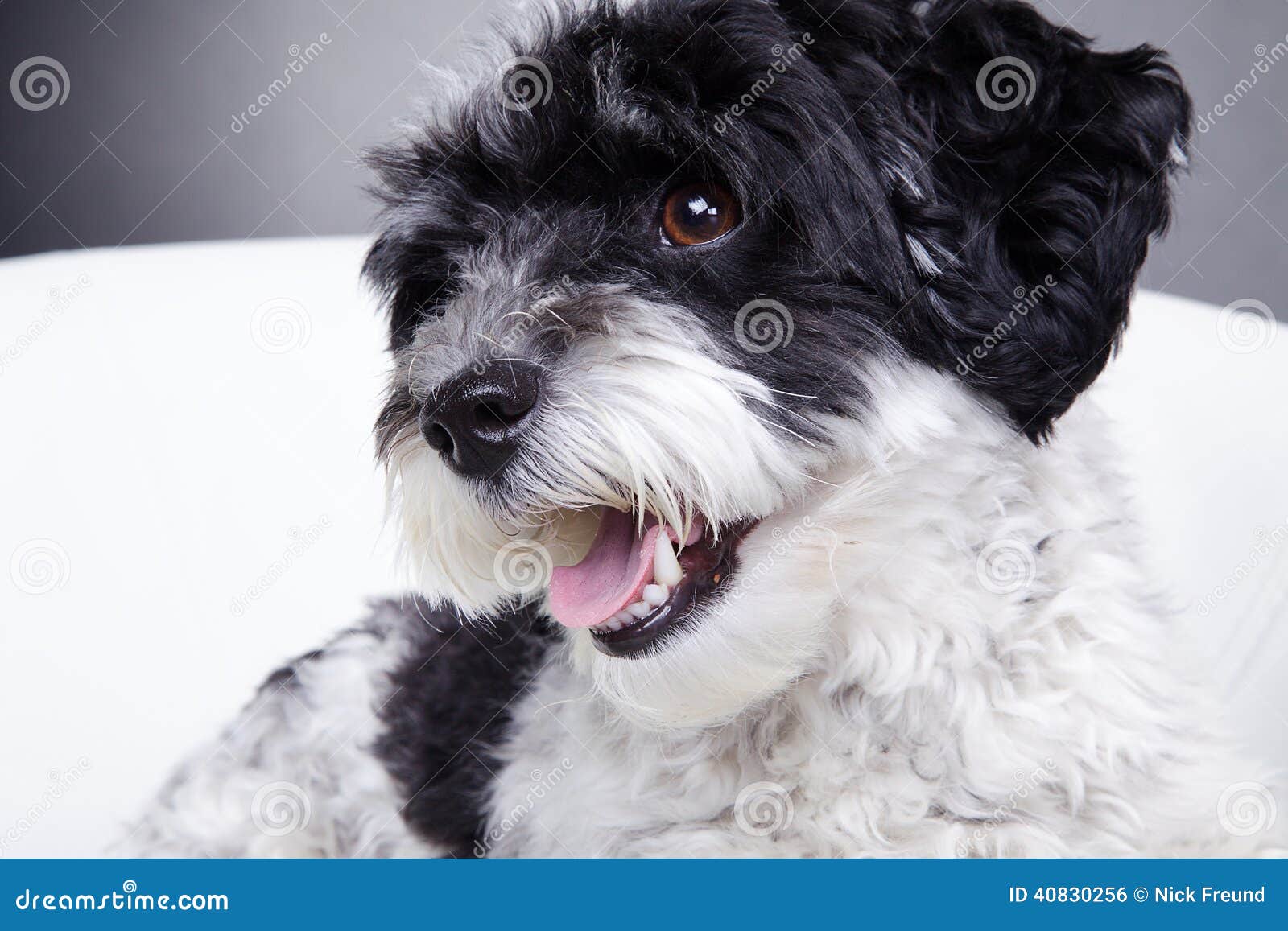 Маленькая черно-белая собака в стуле Стоковое Фото - изображение  насчитывающей радостно, глаза: 40830256