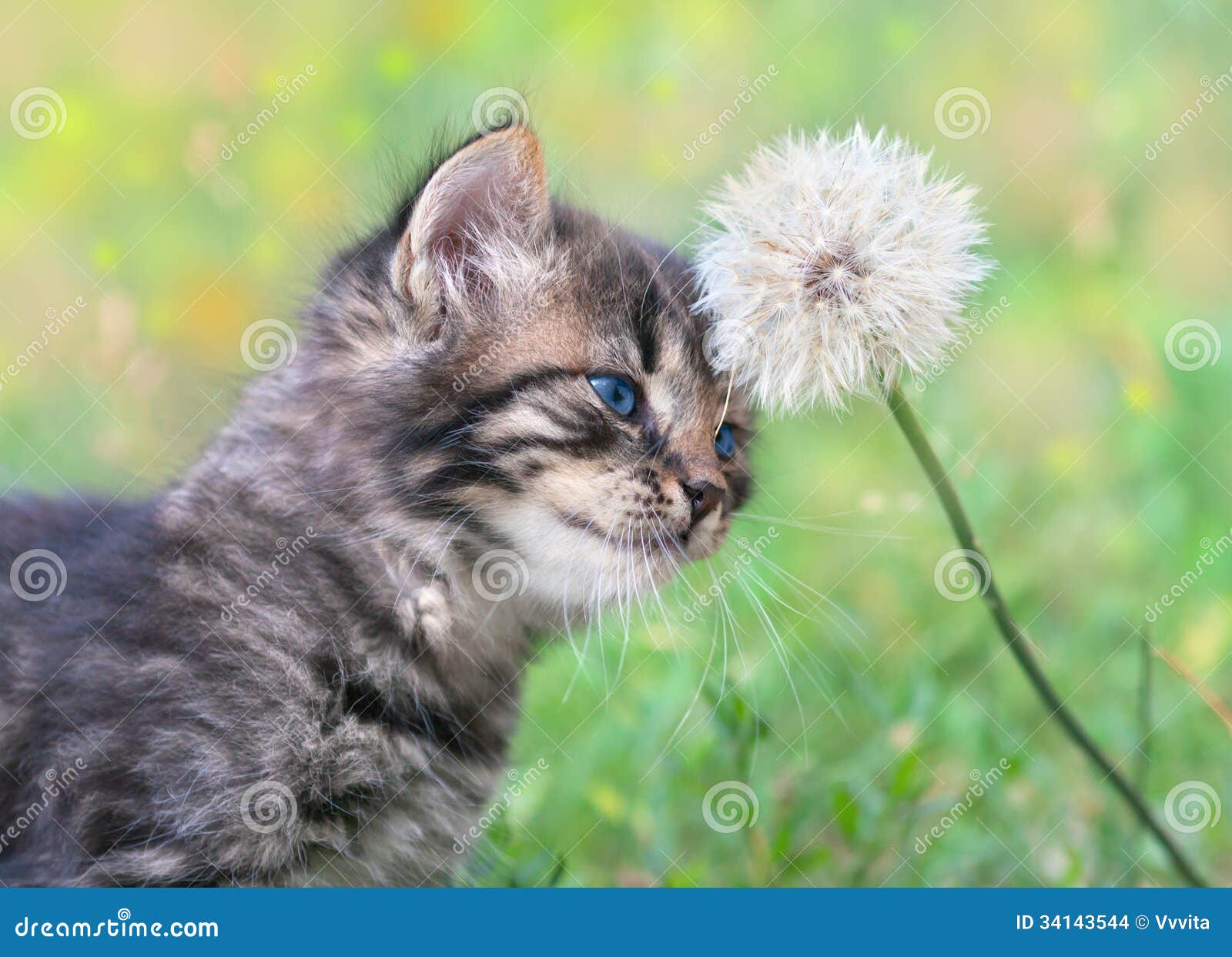 Кот и одуванчик