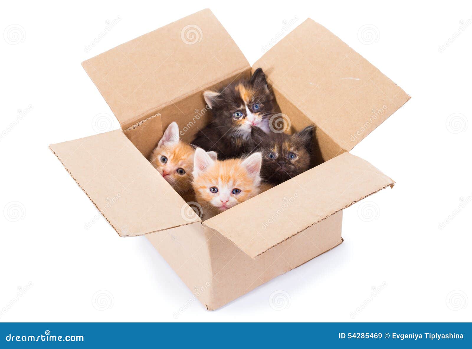 Котята в коробке