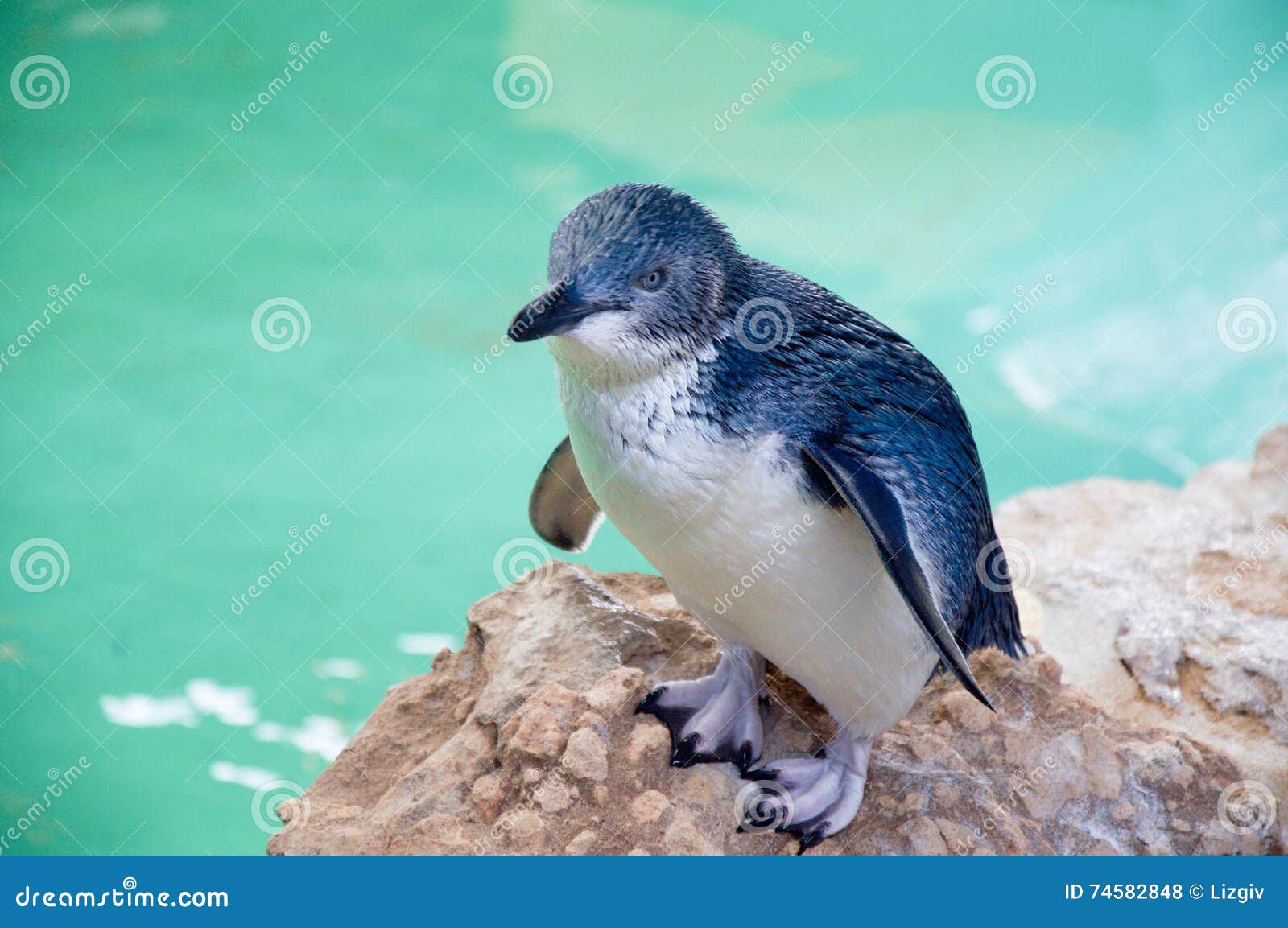 Маленький голубой пингвин: Остров пингвина Стоковое Фото - изображение  насчитывающей морск, немного: 74582848
