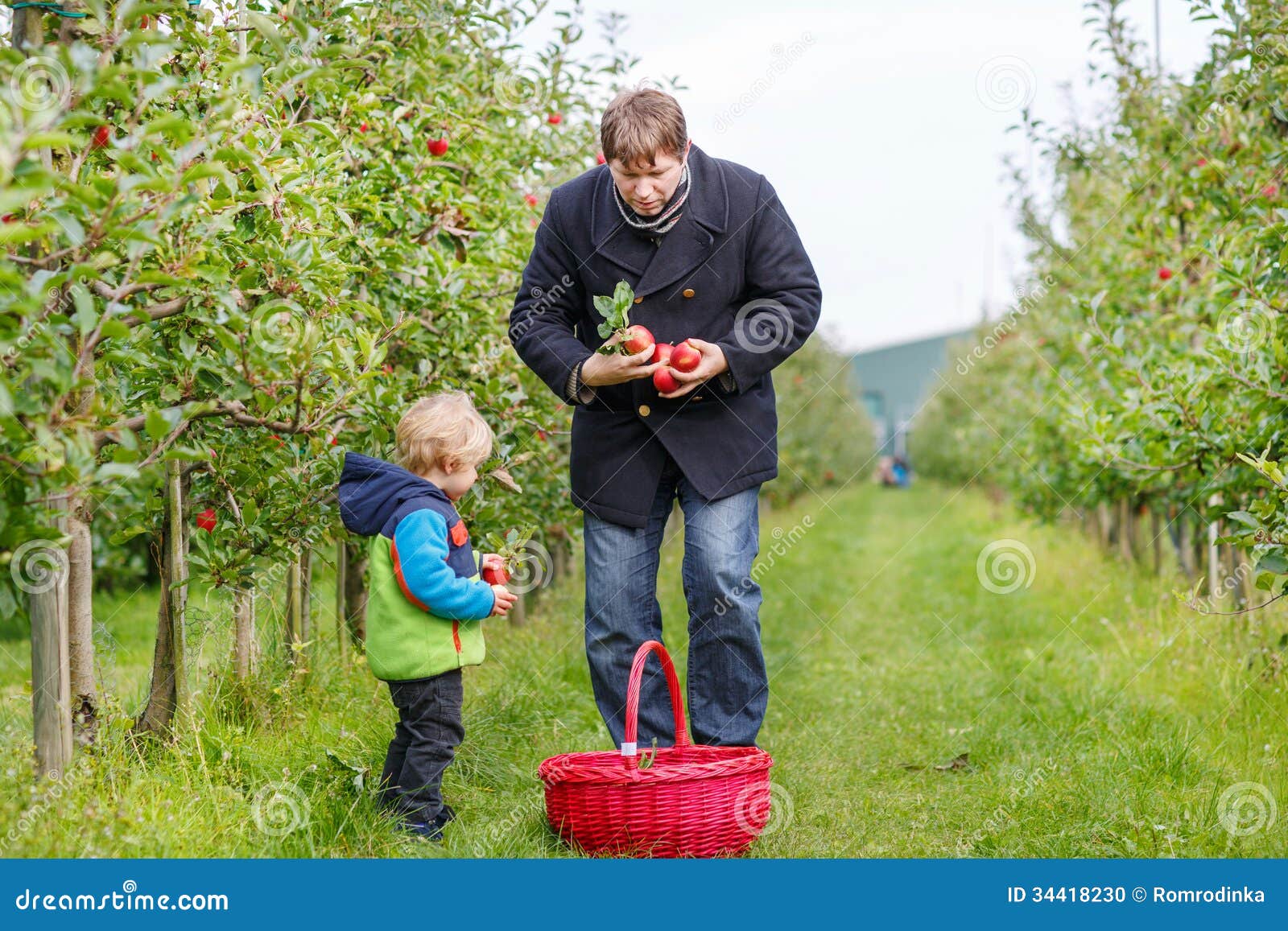 Собран в саду сайт. Осенний огород в детском саду. Сбор урожая для детей в детском саду. Собран в саду сайт. Коллективный труд в детском саду.
