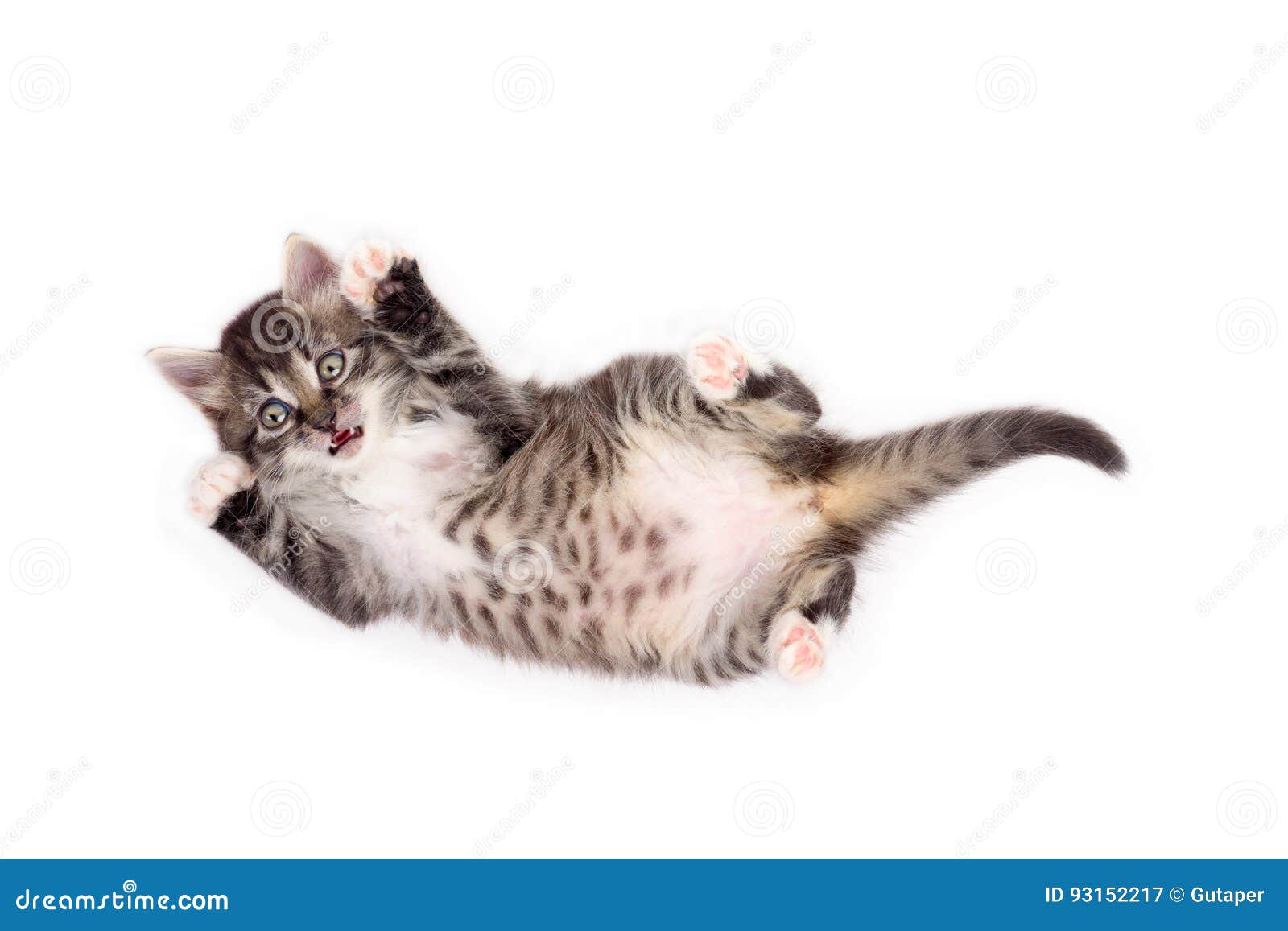 Котенок лежит
