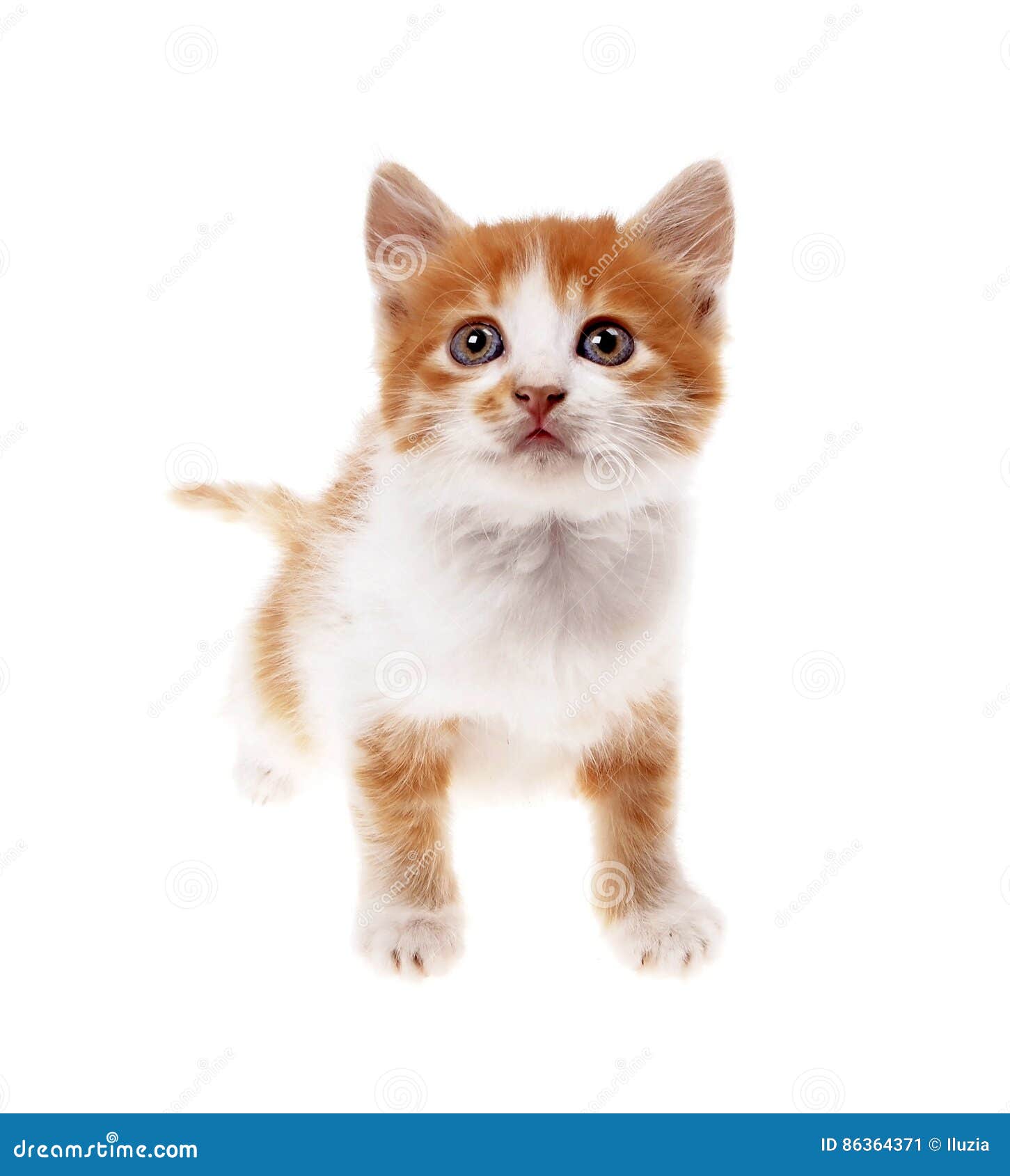 Маленький оранжевый котенок на белизне Стоковое Изображение - изображение  насчитывающей котенок, вискер: 86364371
