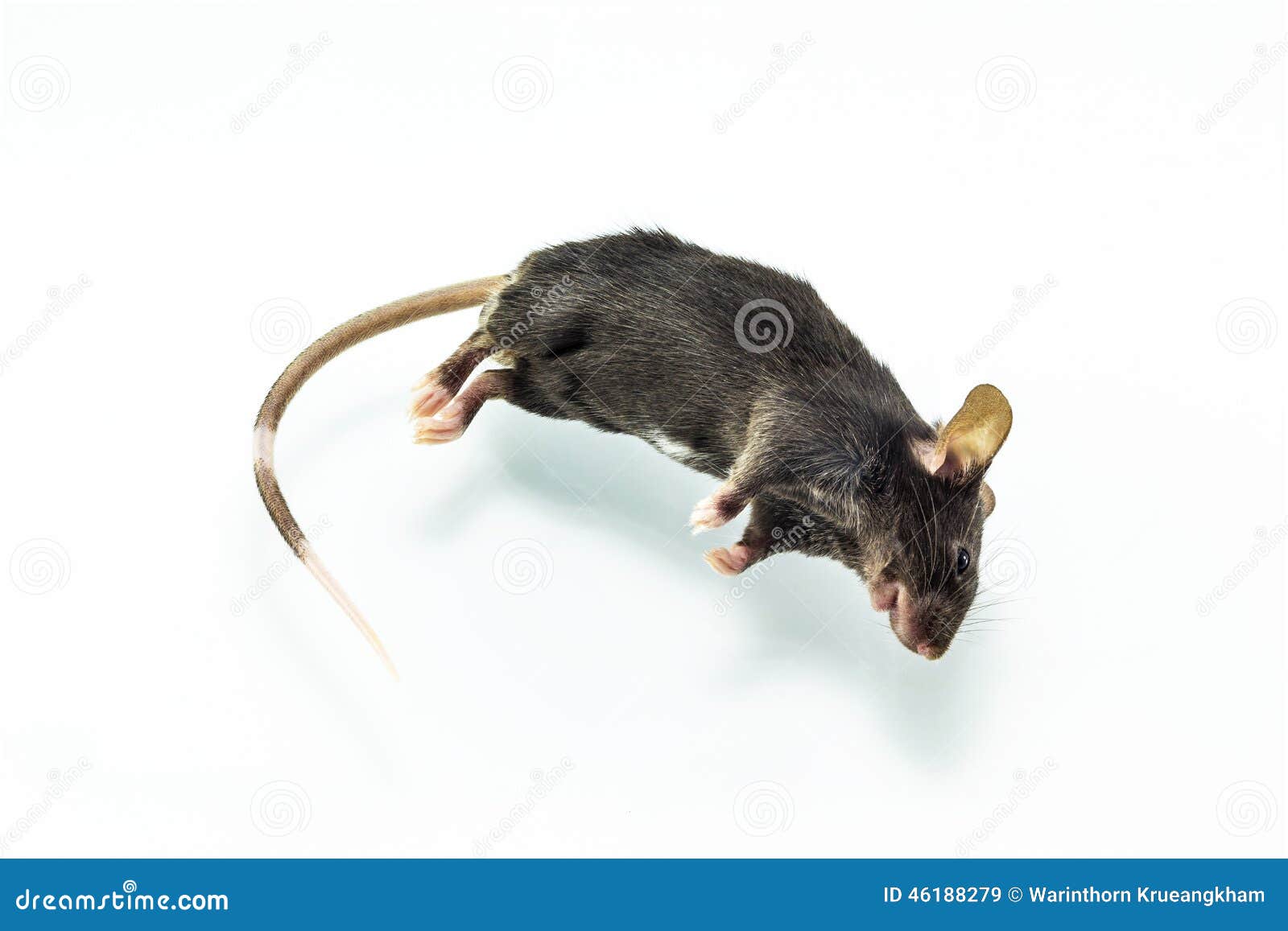 К чему снится женщине дохлая мышь. Крыса сверху. Дохлая крыса на белом фоне.