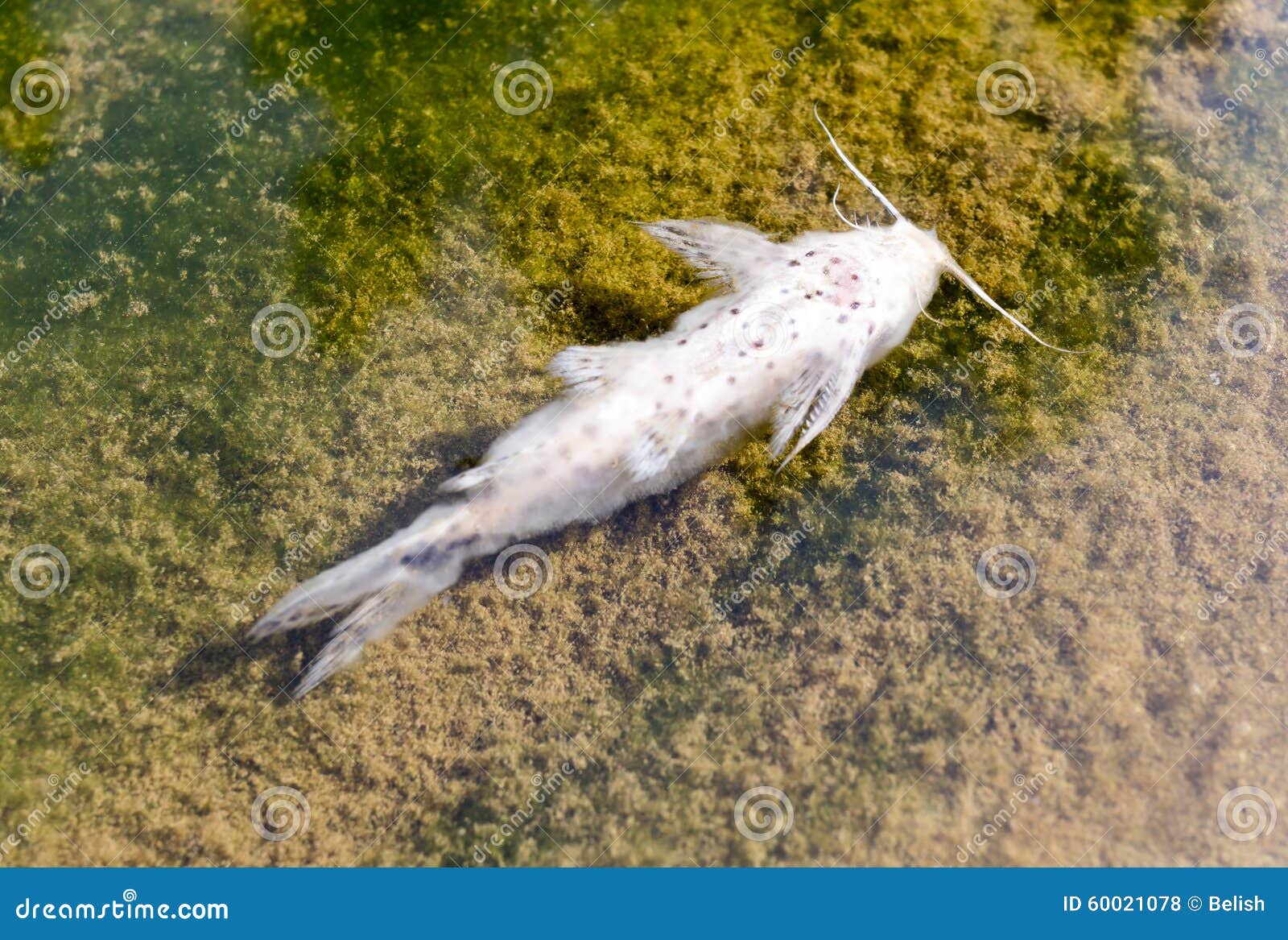 К чему снятся мертвые рыбы в воде. Река в Бангкоке рыбы. Дохлая рыба художник.