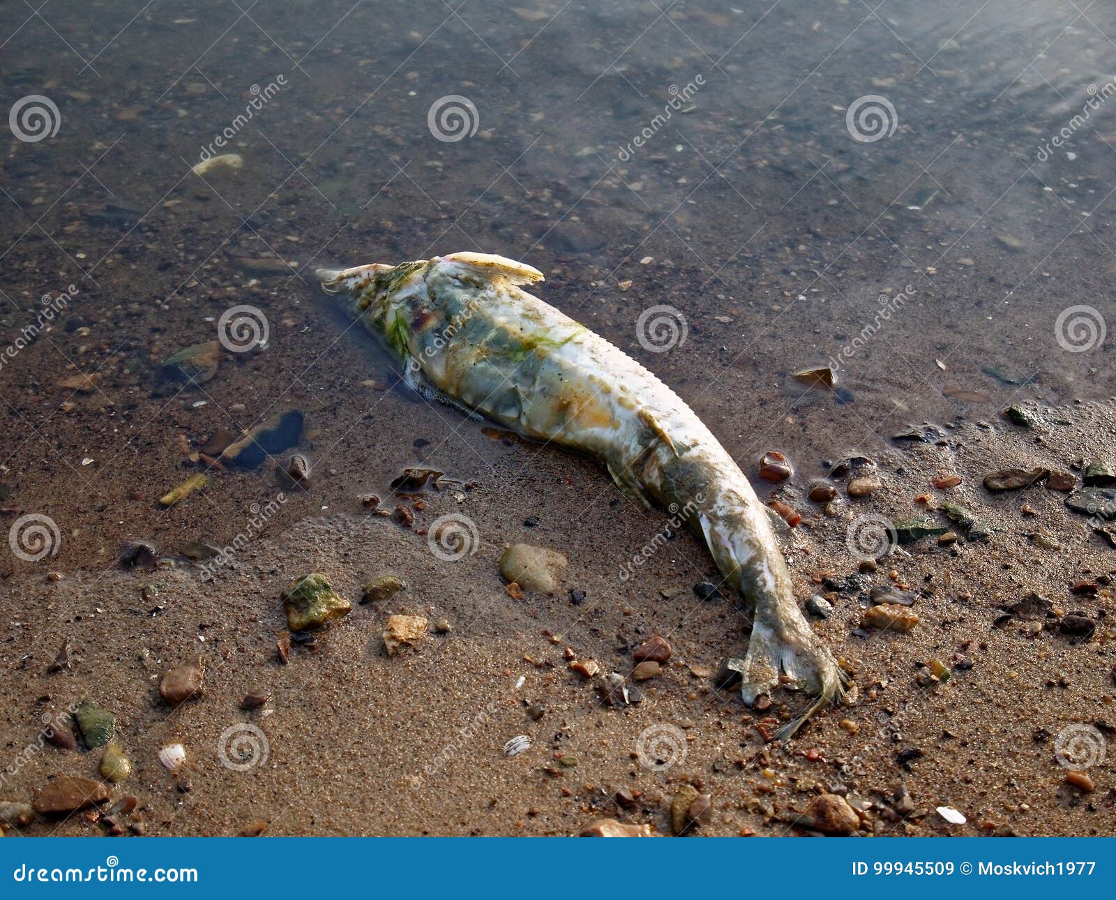 К чему снятся мертвые рыбы в воде