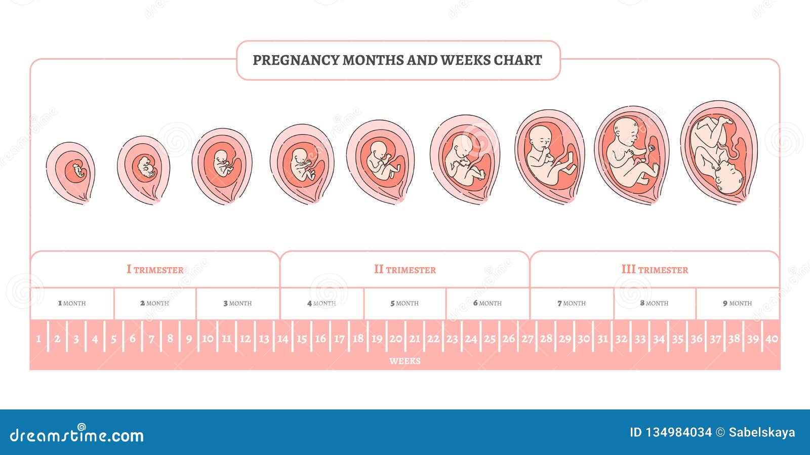 Когда будет первый этап. Периоды развития плода по неделям в картинках. Стадии формирования плода по неделям беременности. Триместры беременности по неделям и месяцам таблица. Периоды развития плода по триместрам.