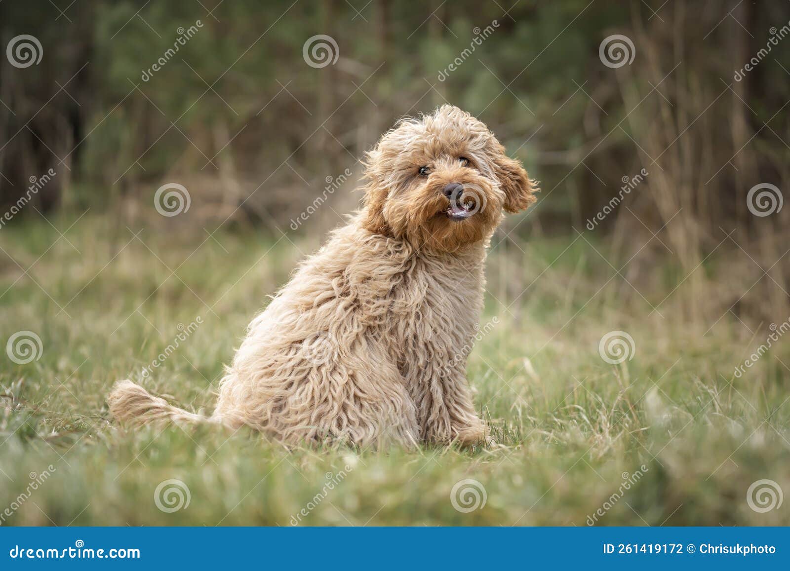 6-месячная собака-кавапу, сидящая в лесу, с ветром, дующим мех Стоковое  Фото - изображение насчитывающей шерсть, счастливо: 261419172