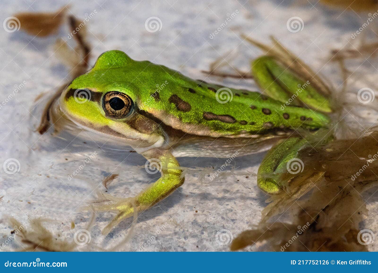метаморф травяной лягушки стоковое фото. изображение насчитывающей угрожано  - 217752126