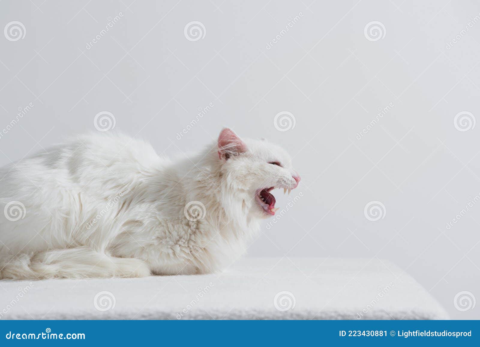 меховая кошка делает мяу звук изолированный Стоковое Изображение -  изображение насчитывающей сторонника, кошачий: 223430881