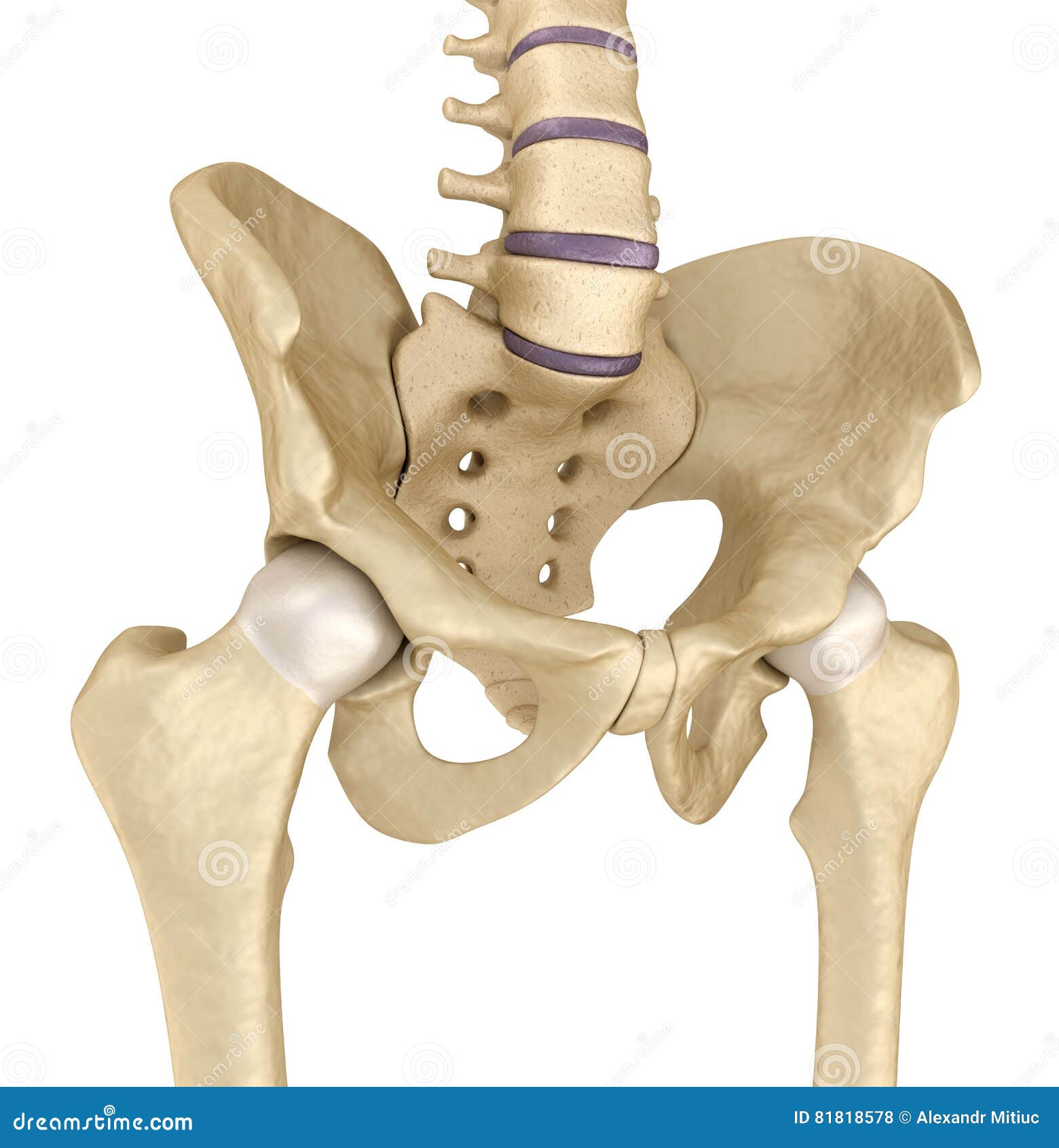 Три тазовые кости. Тазовая кость анатомия 3д. Скелет тазобедренного сустава. Скелет тазобедренного сустава 3д. Скелет человека тазовые кости.