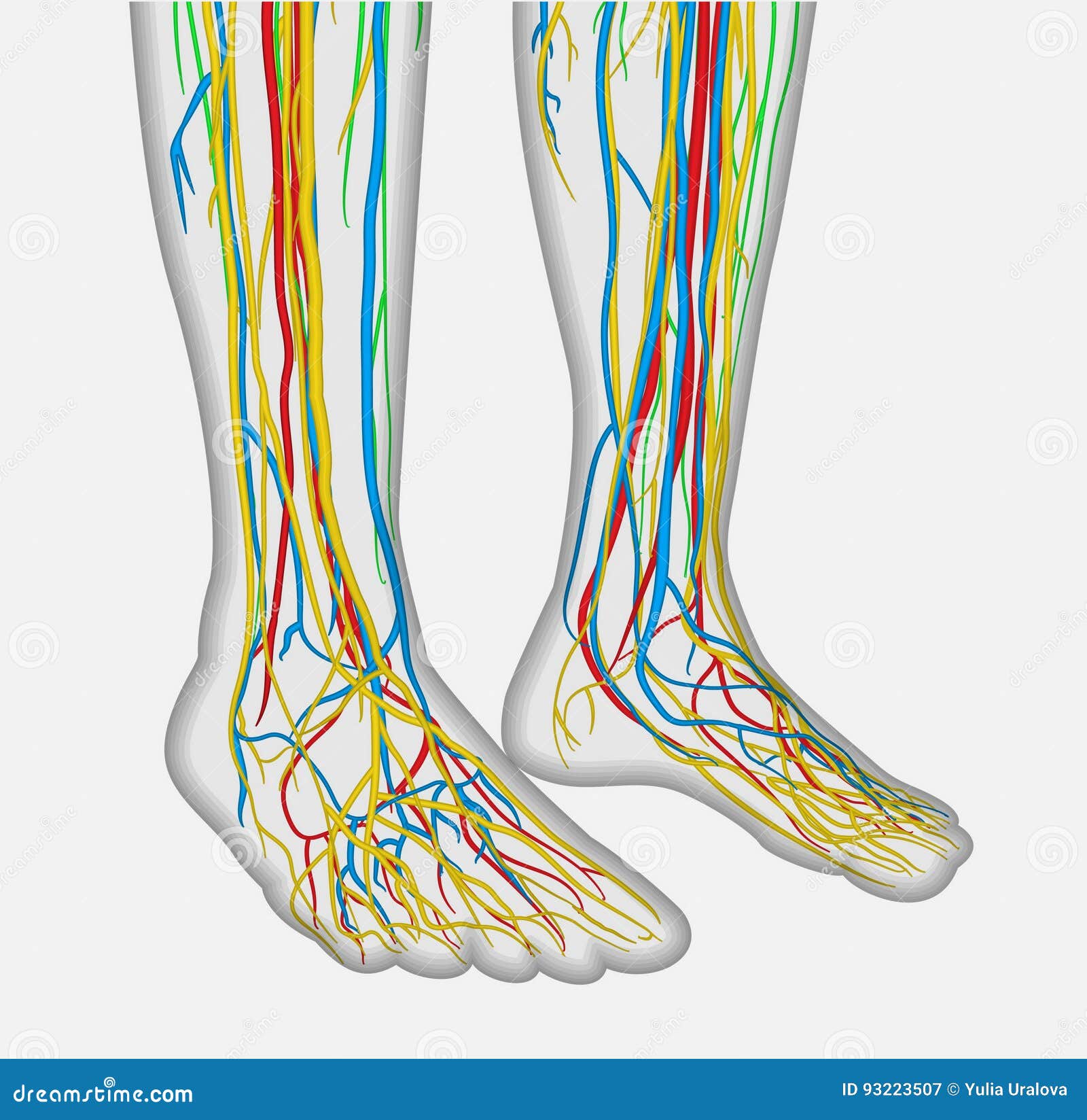 Синдром беспокойных ног симптомы. Нервные ноги что это. Нервная система нижних конечностей человека анатомия. Нервные ноги что это. Нервные ноги что это.