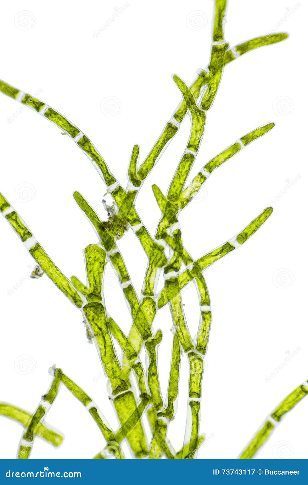 Микроскопический взгляд ветви зеленых водорослей (Cladophora) Стоковое  Изображение - изображение насчитывающей средства, клетка: 73743117